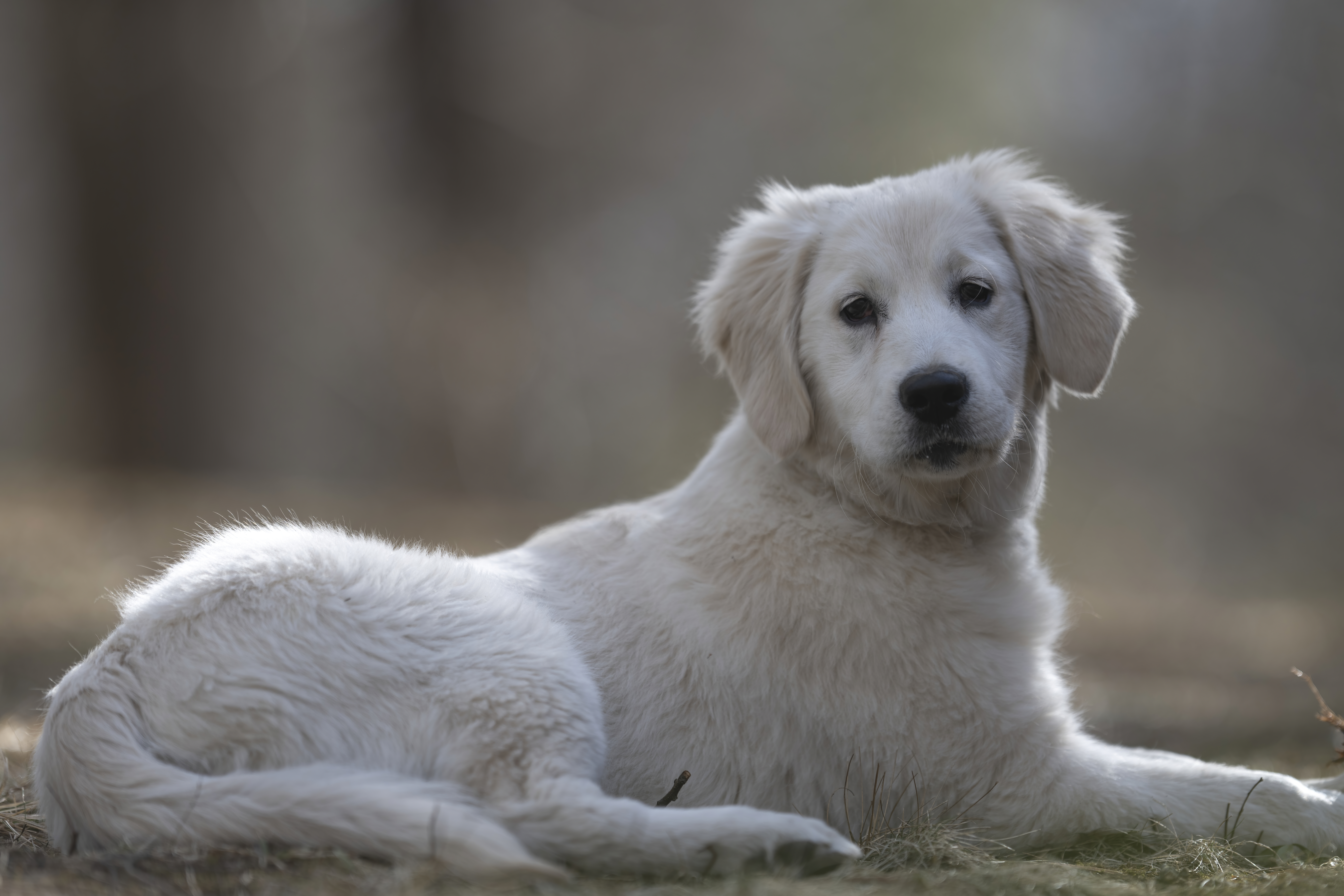 Puppies — SUPERSTYLE01