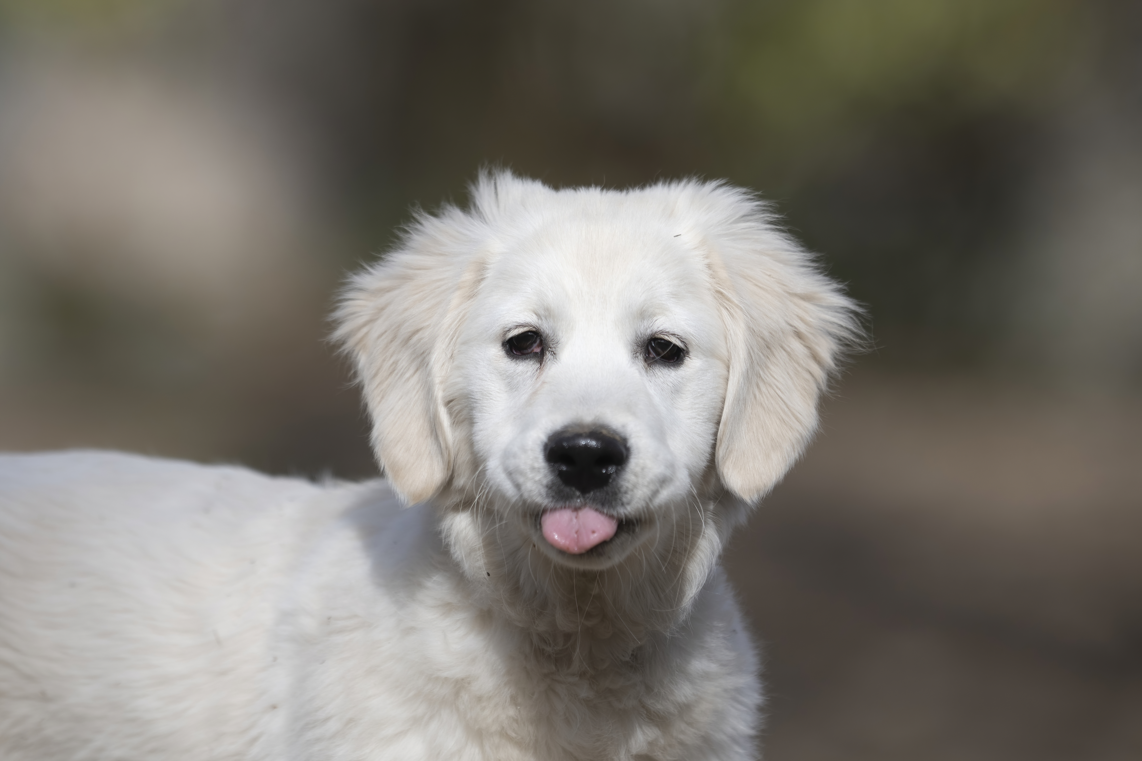 Puppies — SUPERSTYLE0104