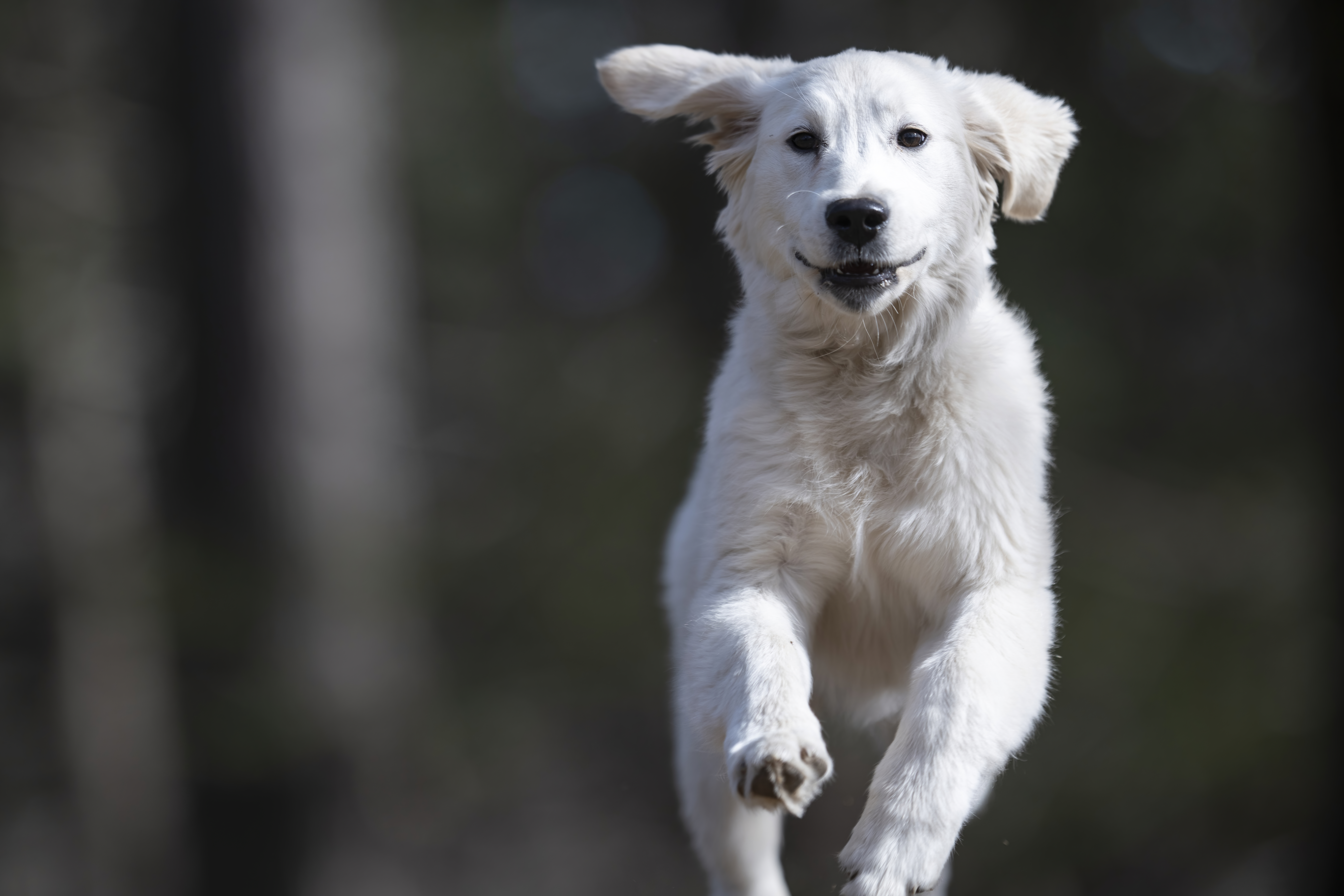 Puppies — SUPERSTYLE0105