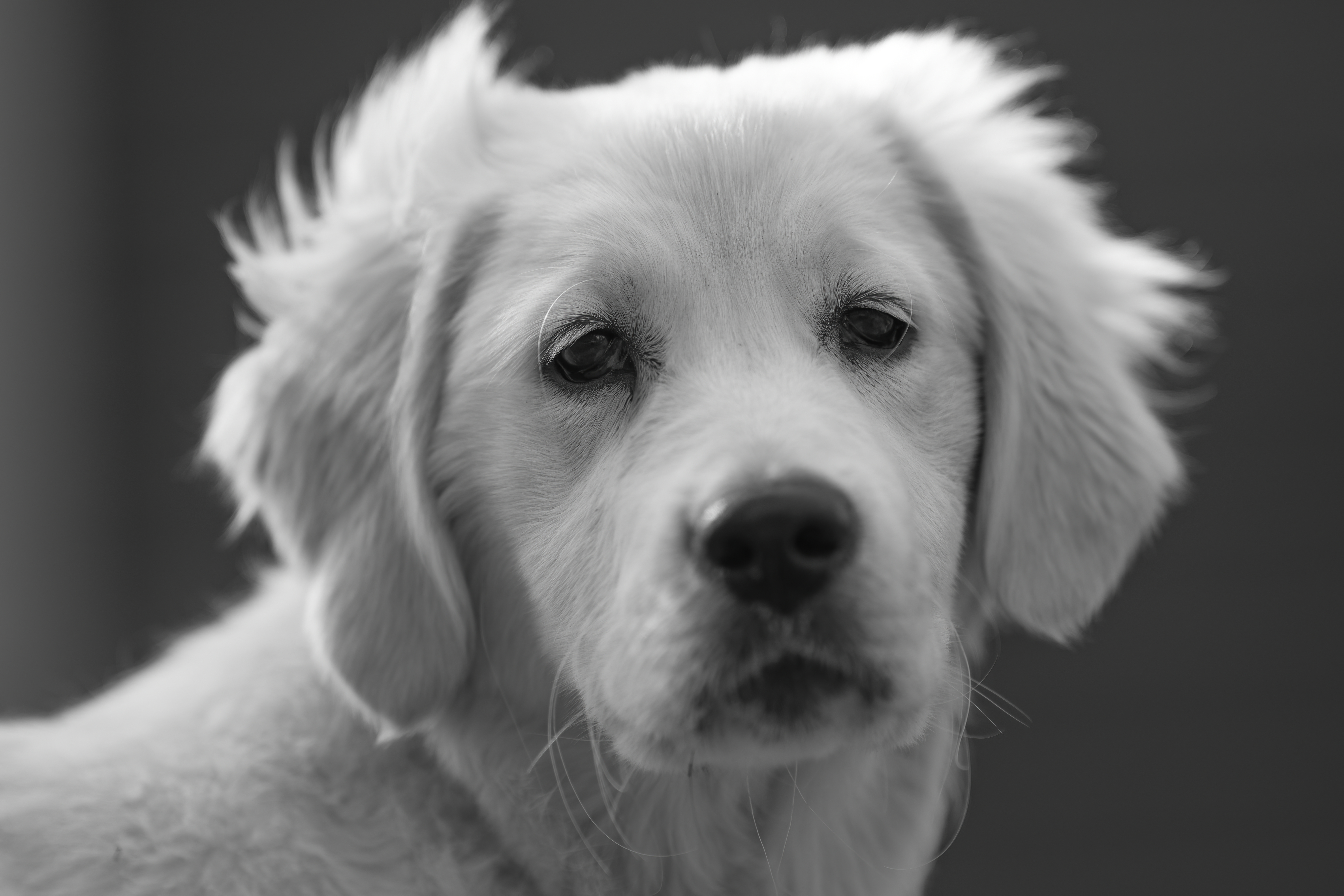 Puppies — SUPERSTYLE0106