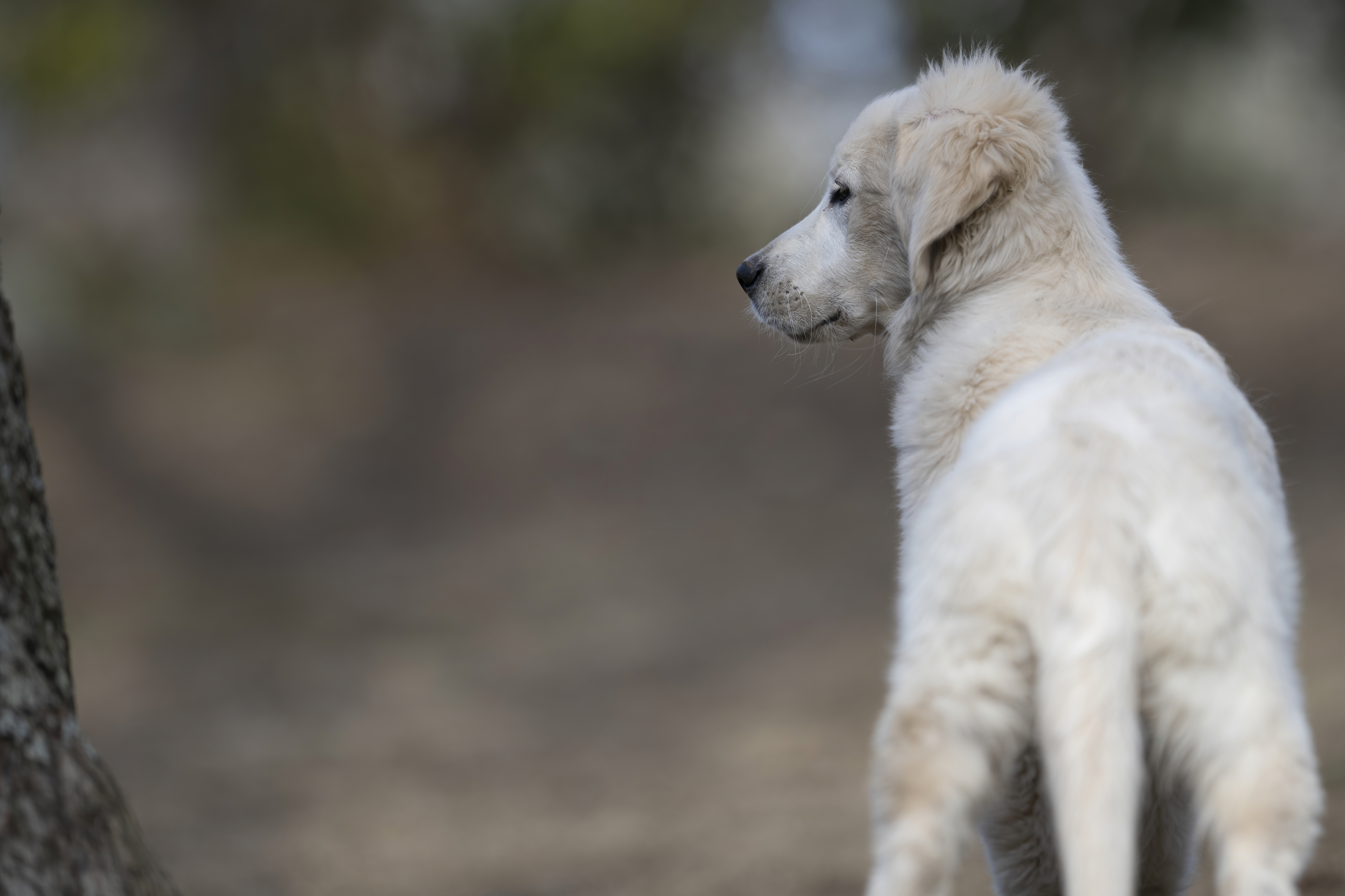 Puppies — SUPERSTYLE0110