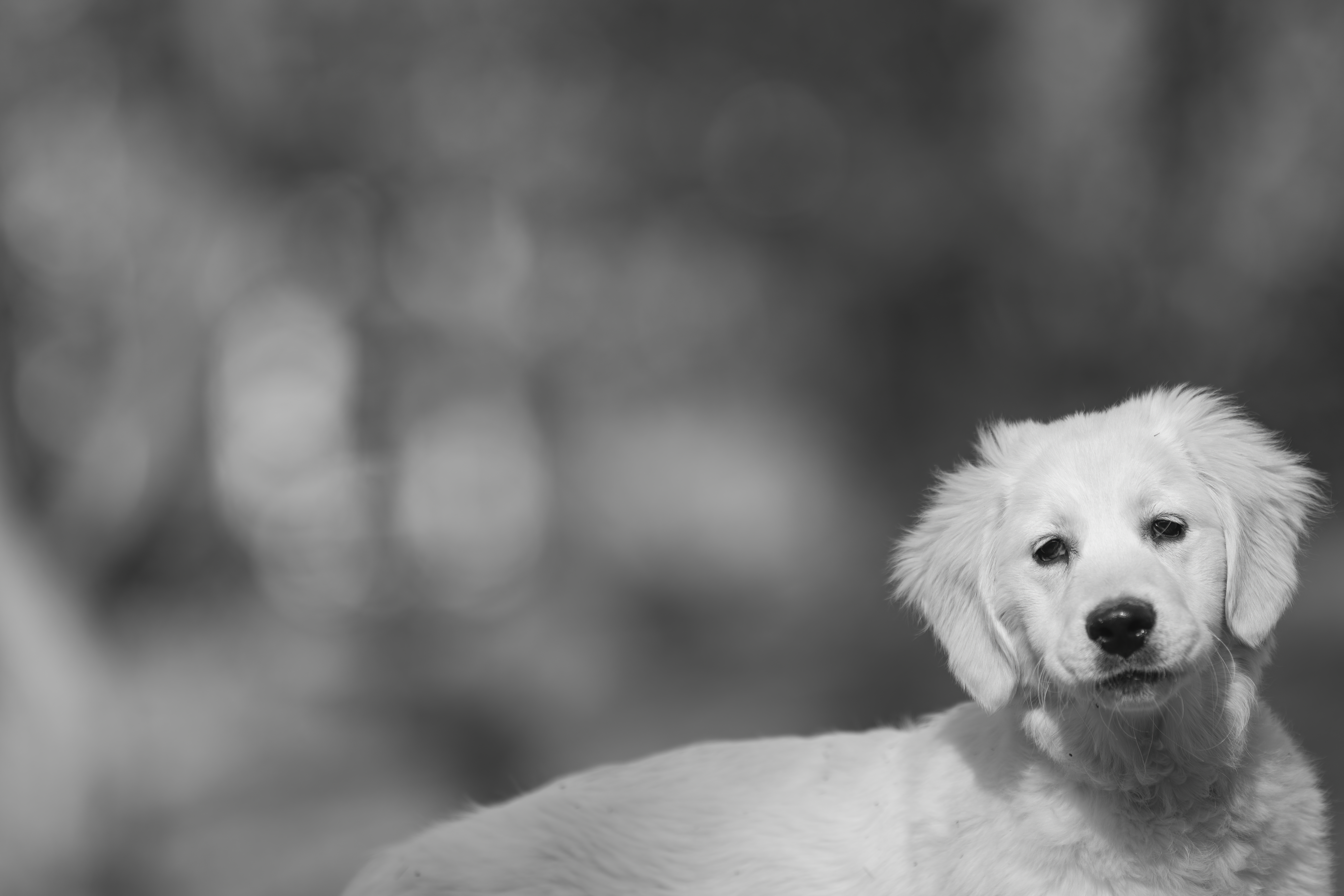 Puppies — SUPERSTYLE0113