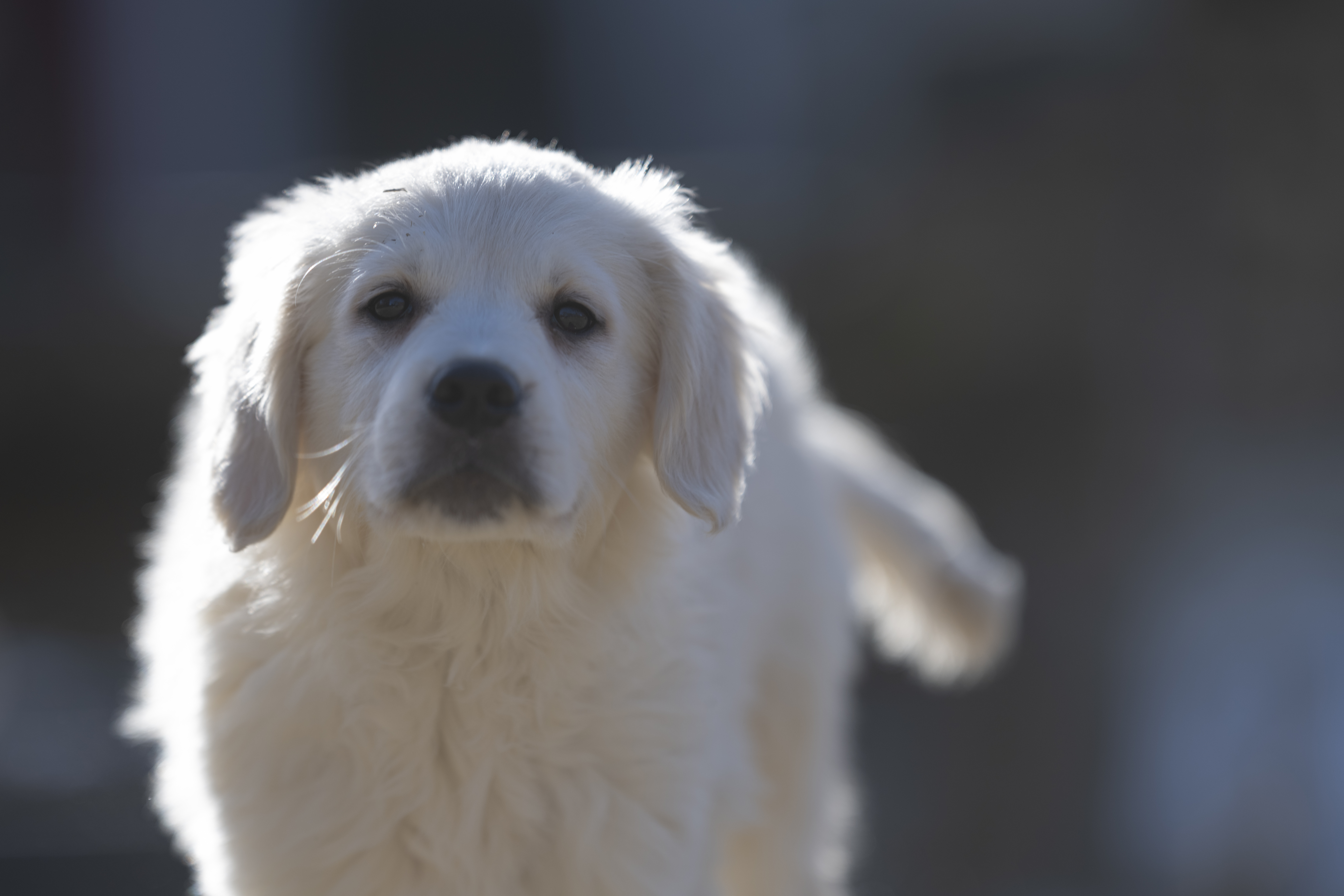 Puppies — SUPERSTYLE01200mm148