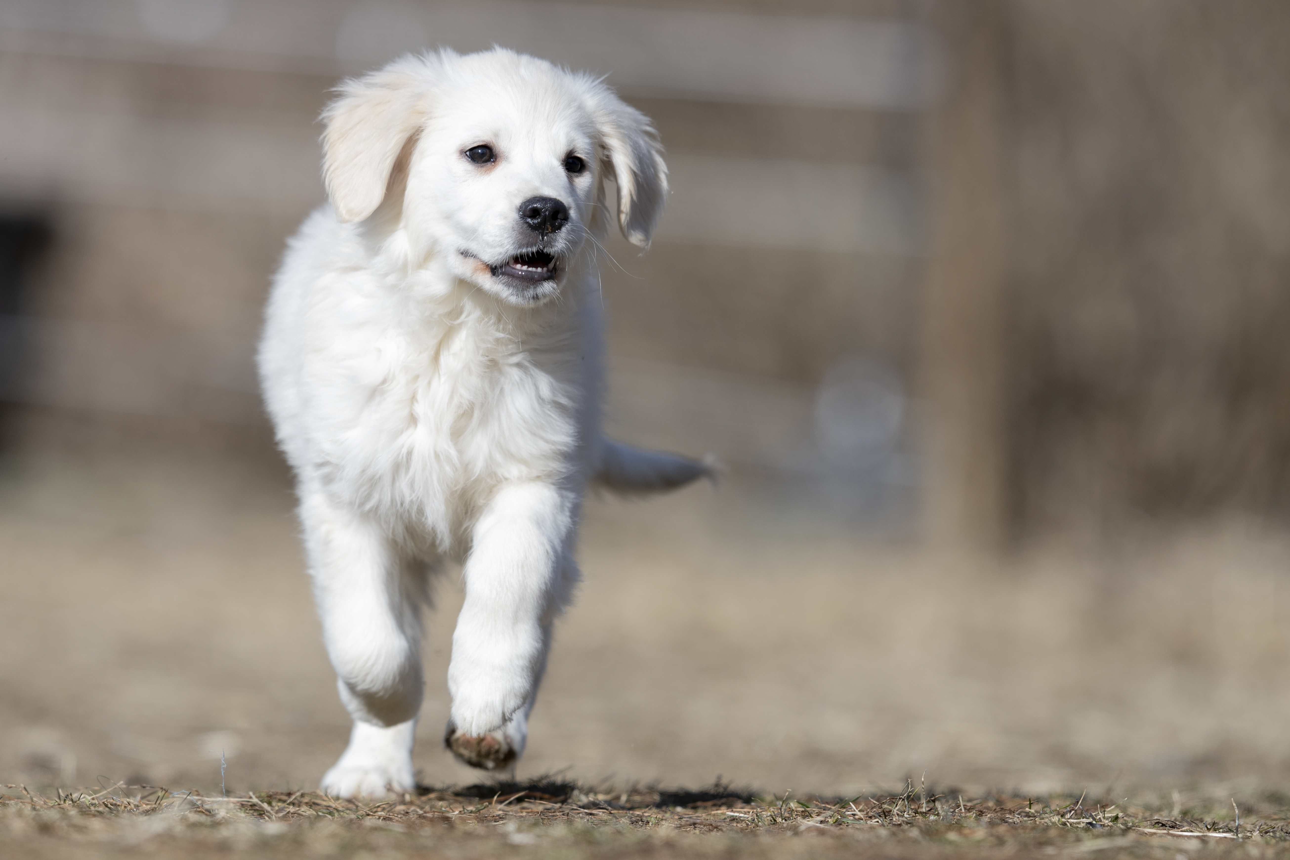 Puppies — SUPERSTYLE01200mm258