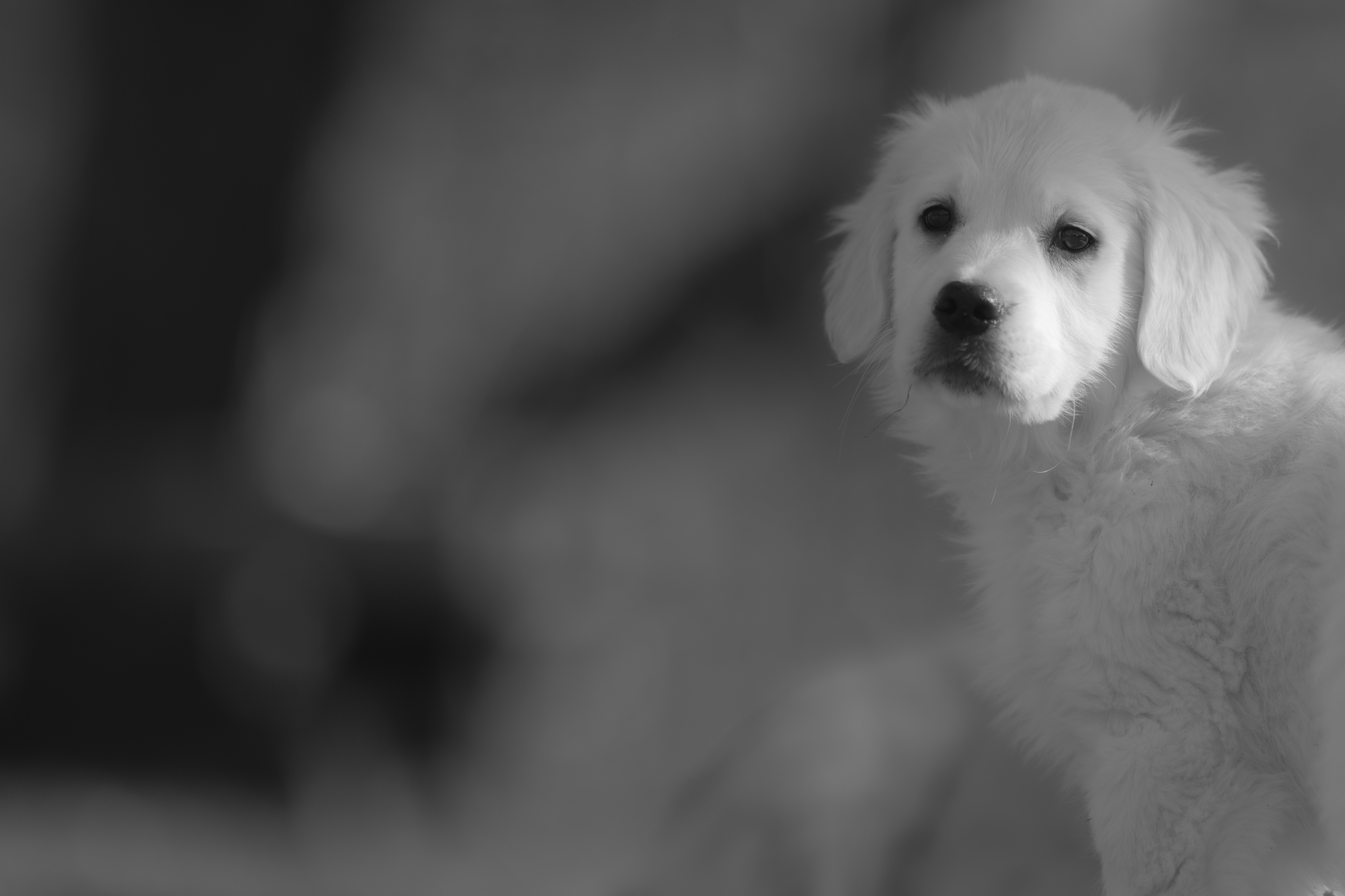 Puppies — SUPERSTYLE01200mm337