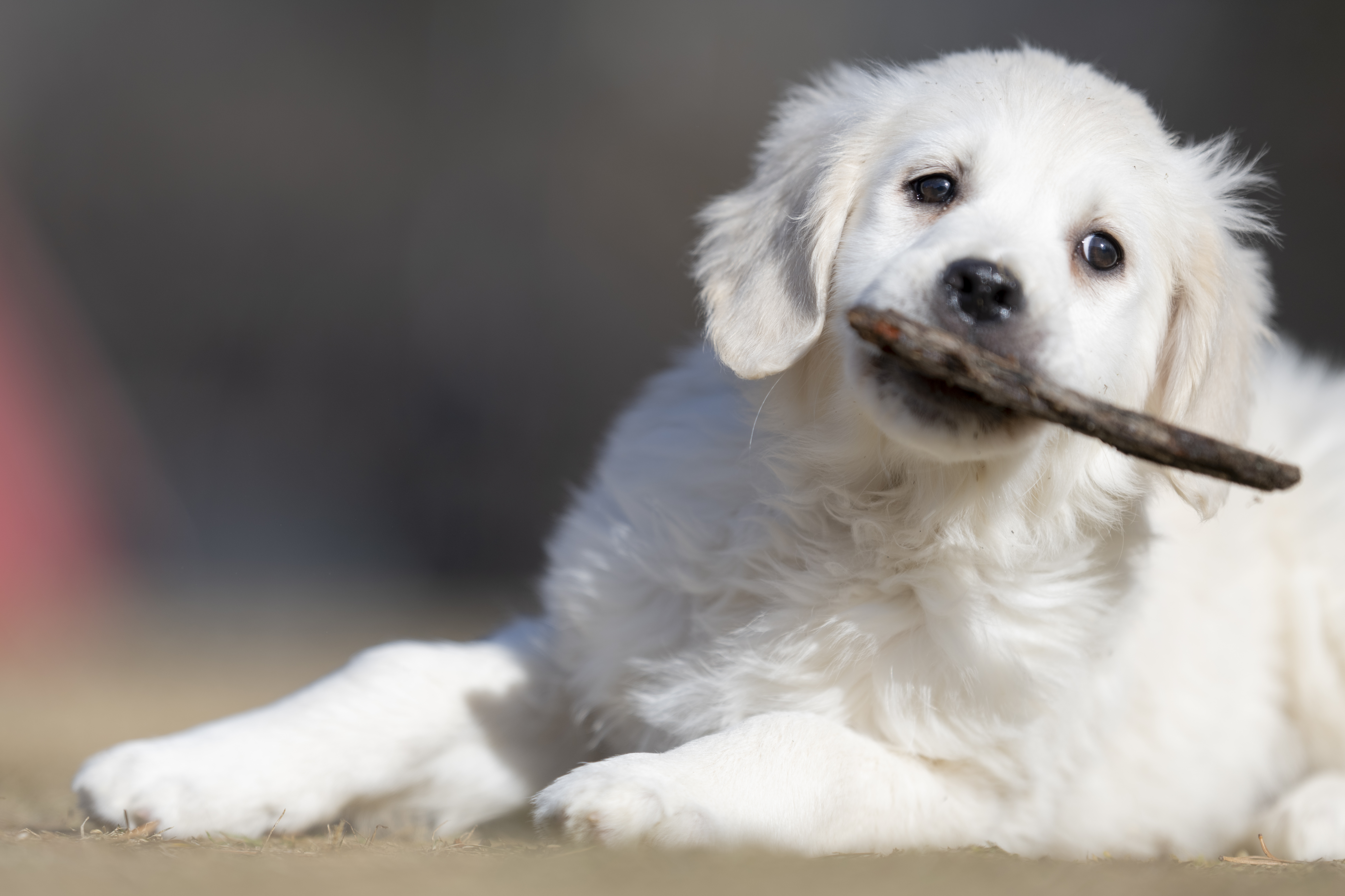 Puppies — SUPERSTYLE01200mm388