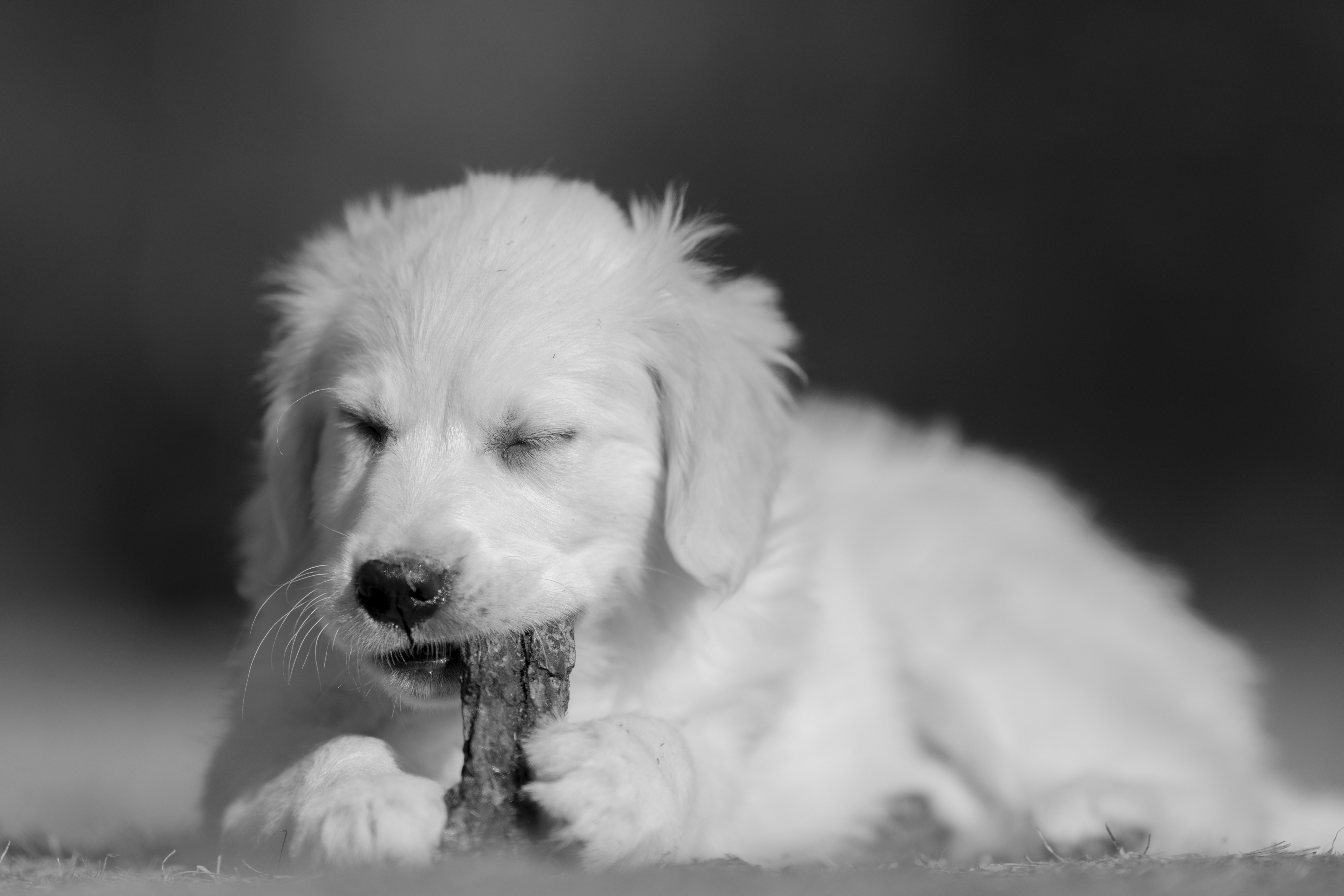 Puppies — SUPERSTYLE01200mm414