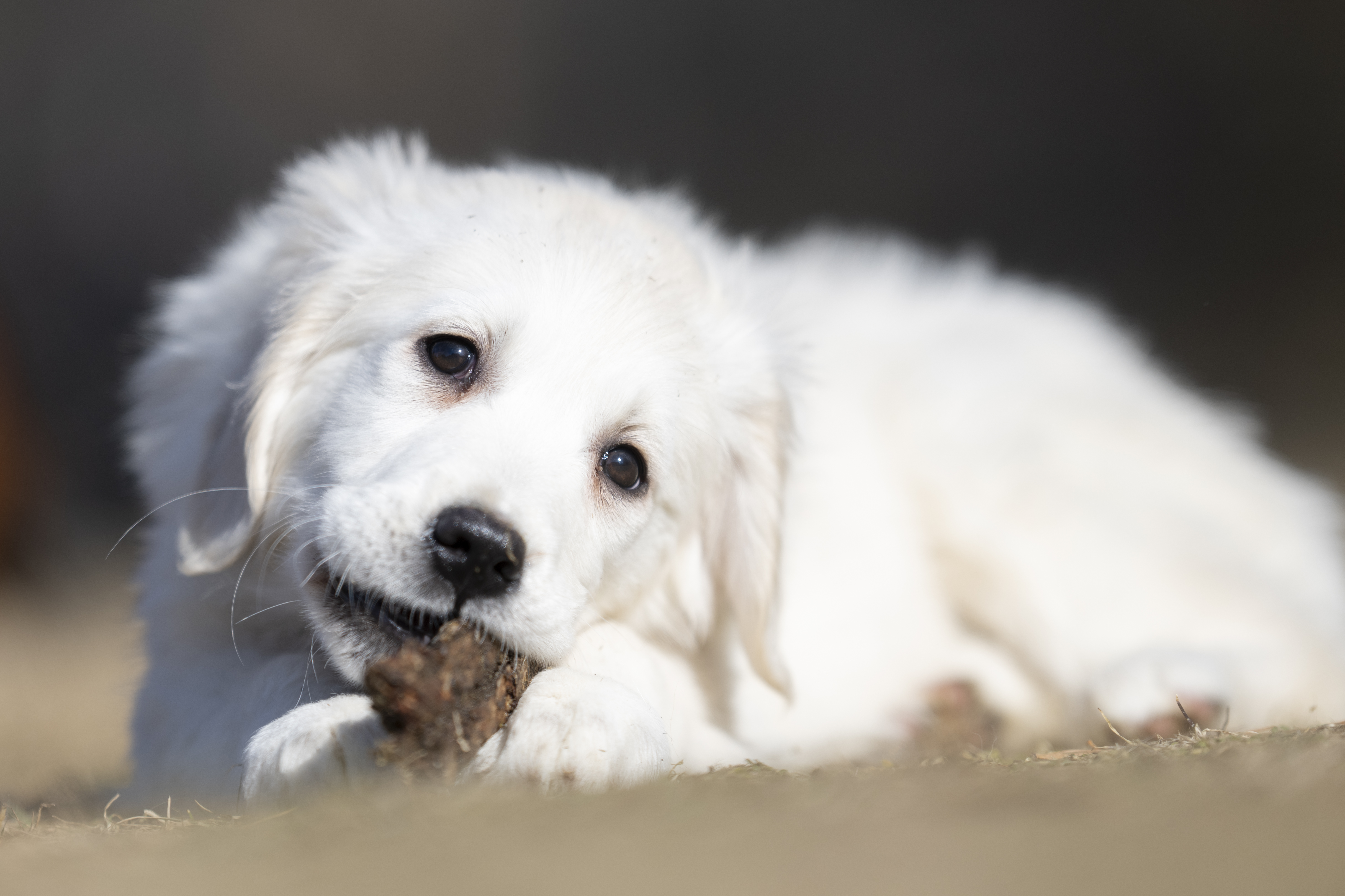 Puppies — SUPERSTYLE01200mm431