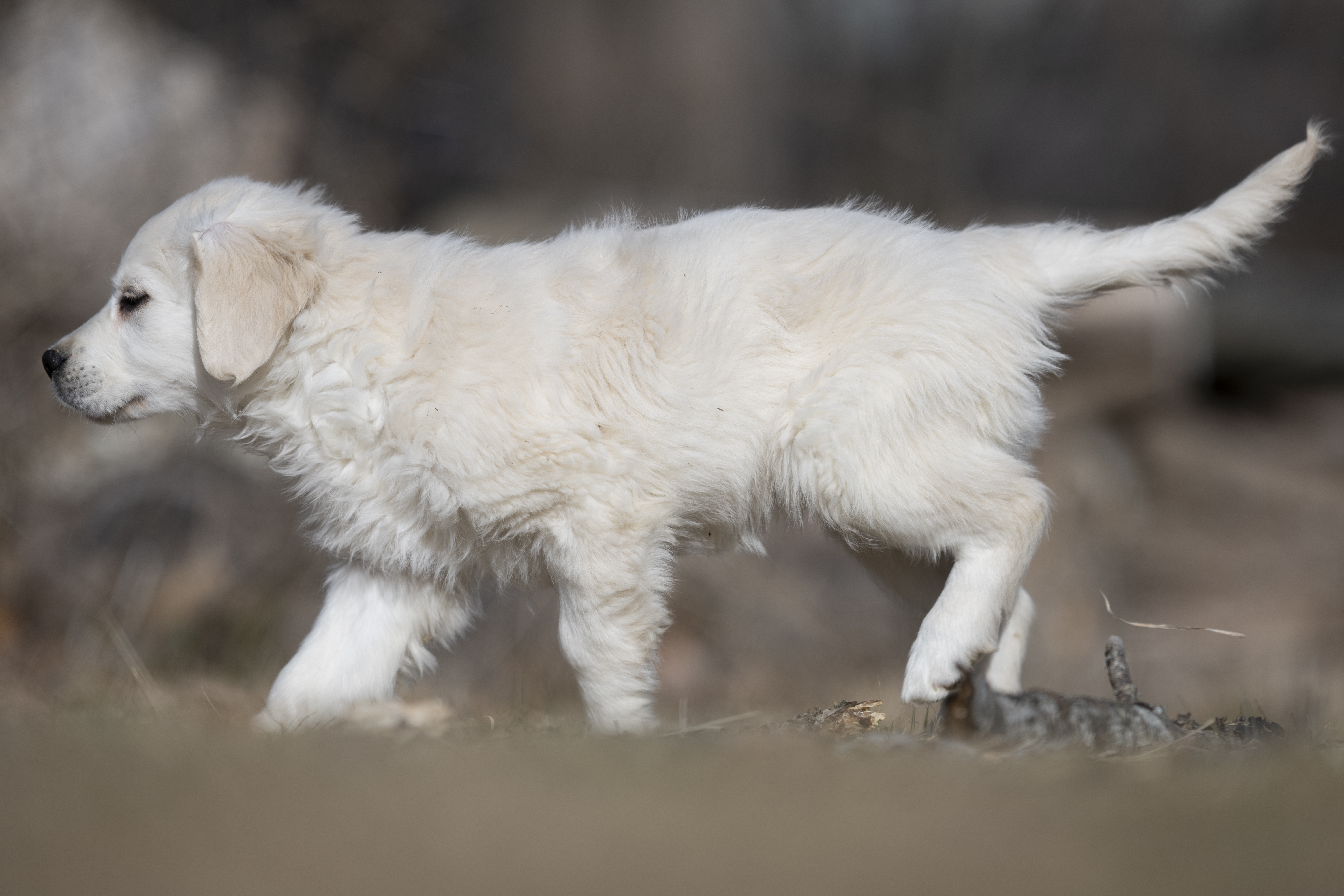 Puppies — SUPERSTYLE01200mm526