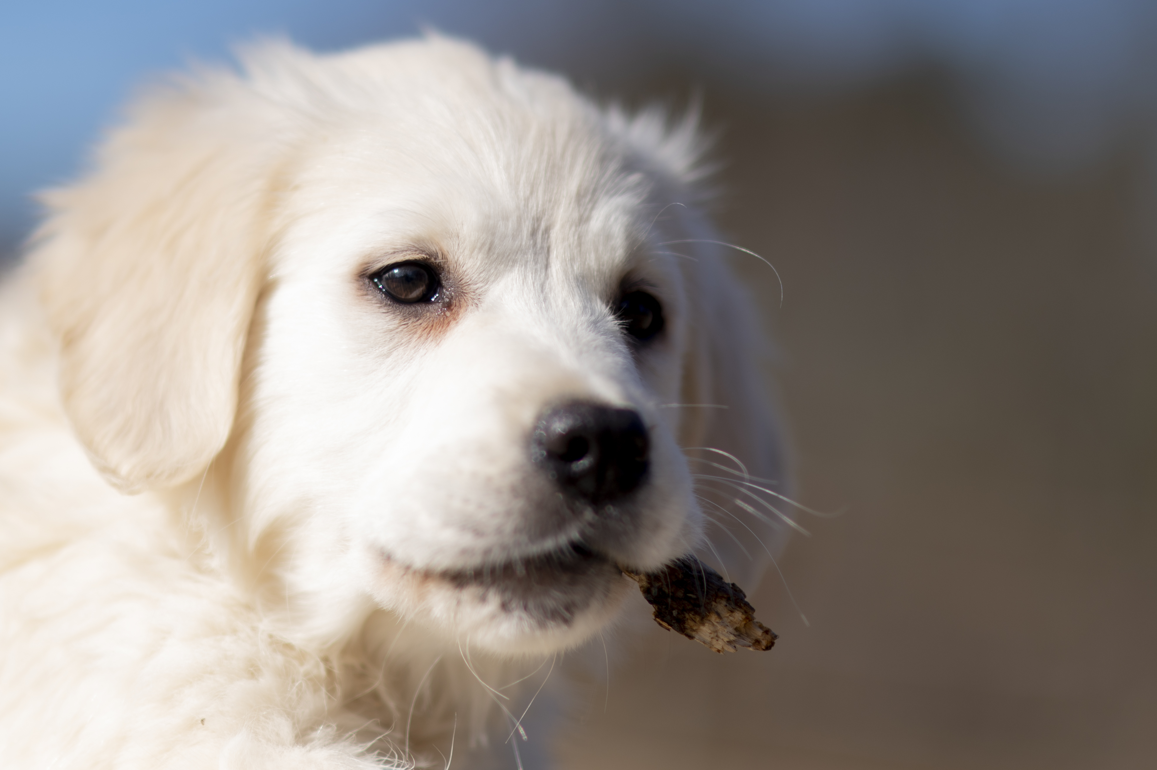 Puppies — SUPERSTYLE0185mm054