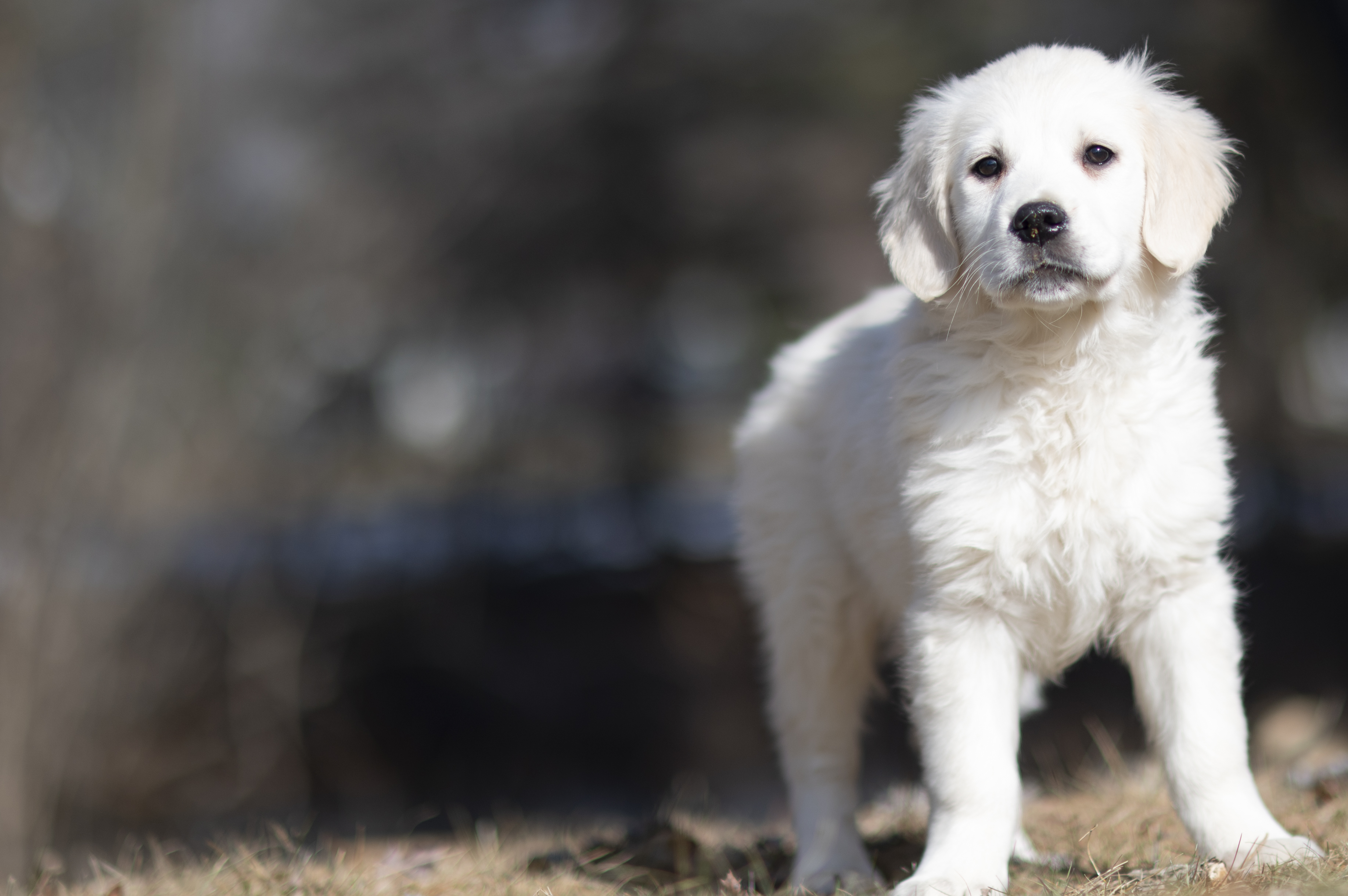 Puppies — SUPERSTYLE0185mm179