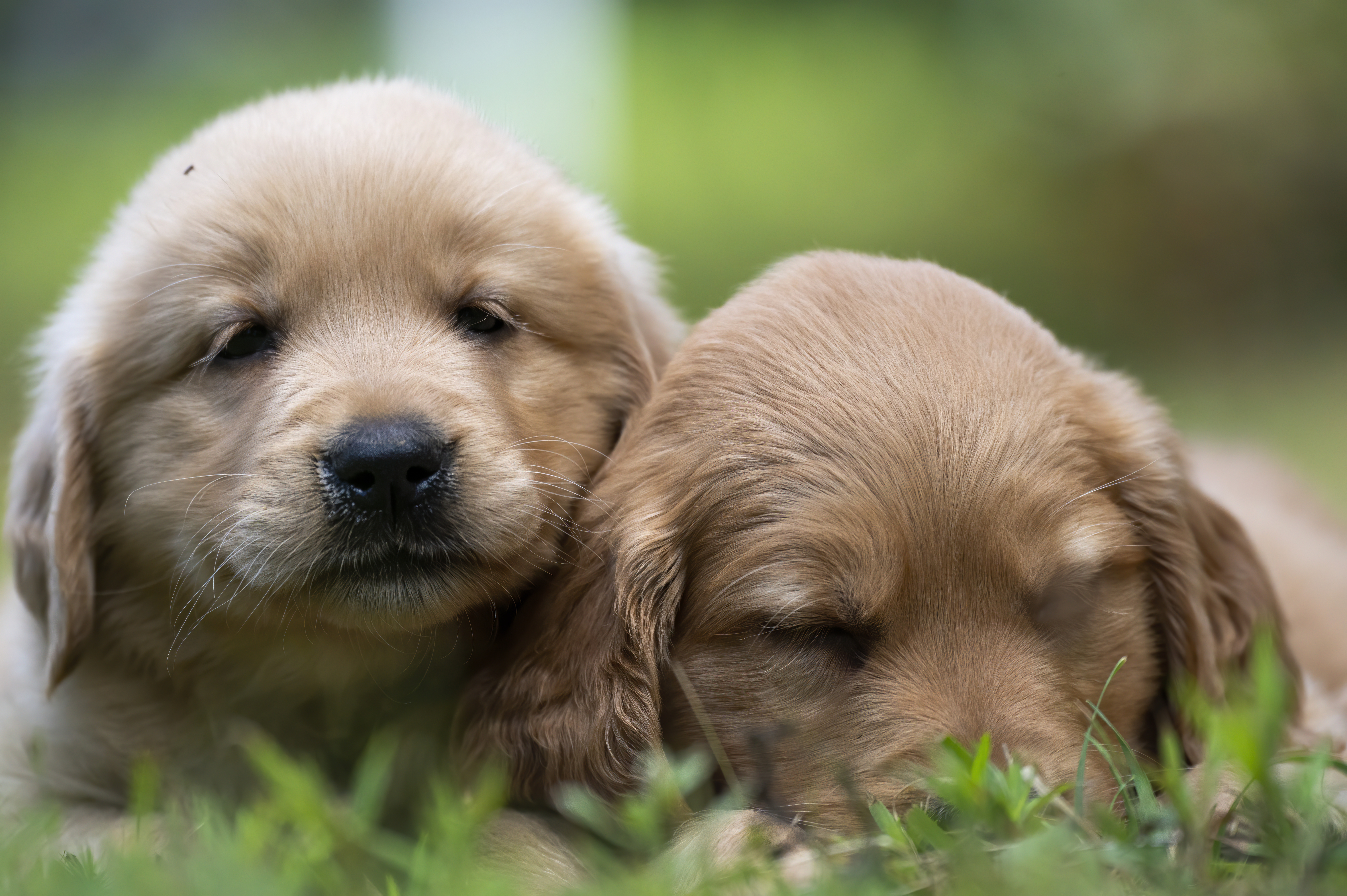 Puppies — pups101