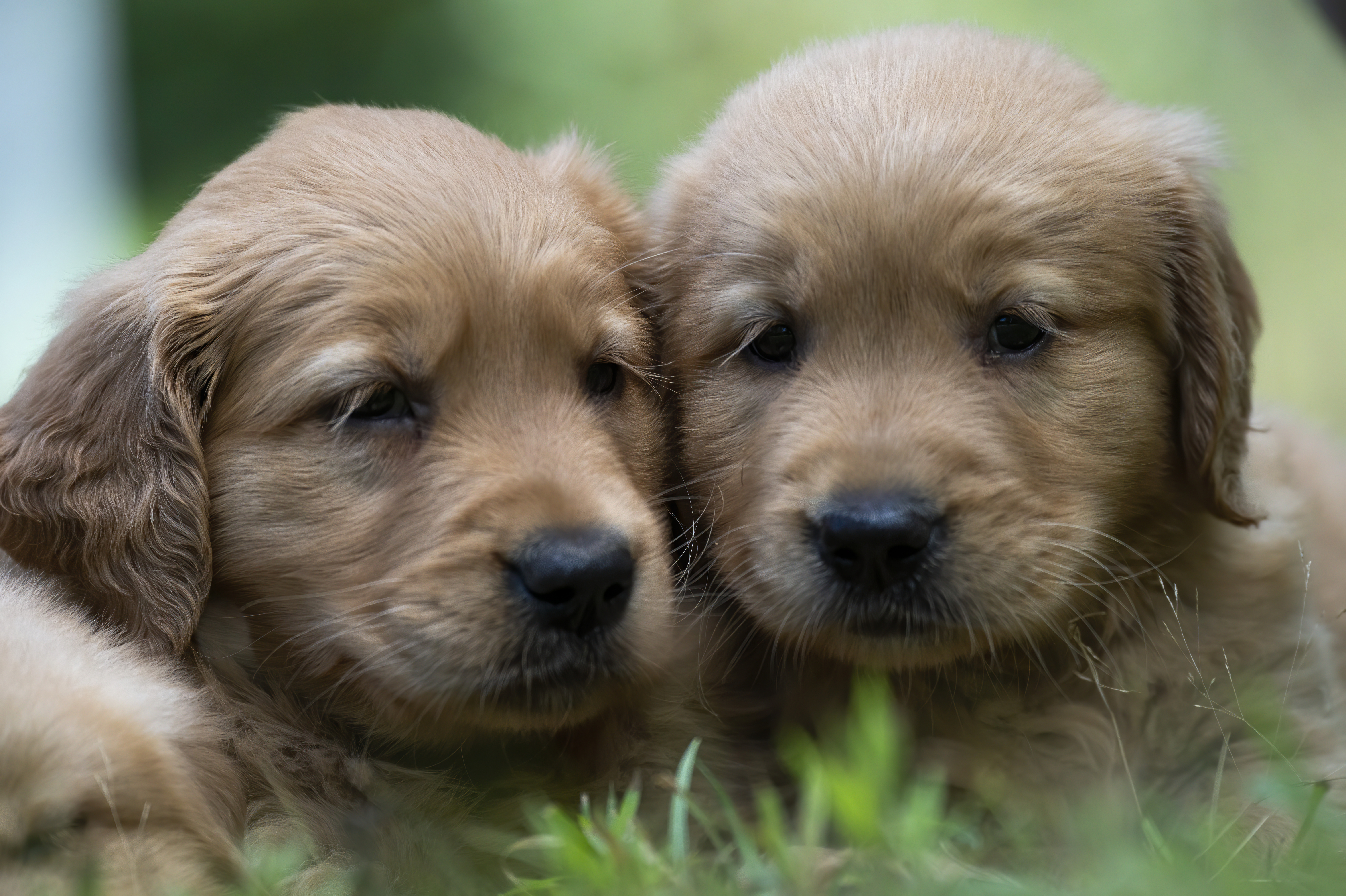 Puppies — pups103