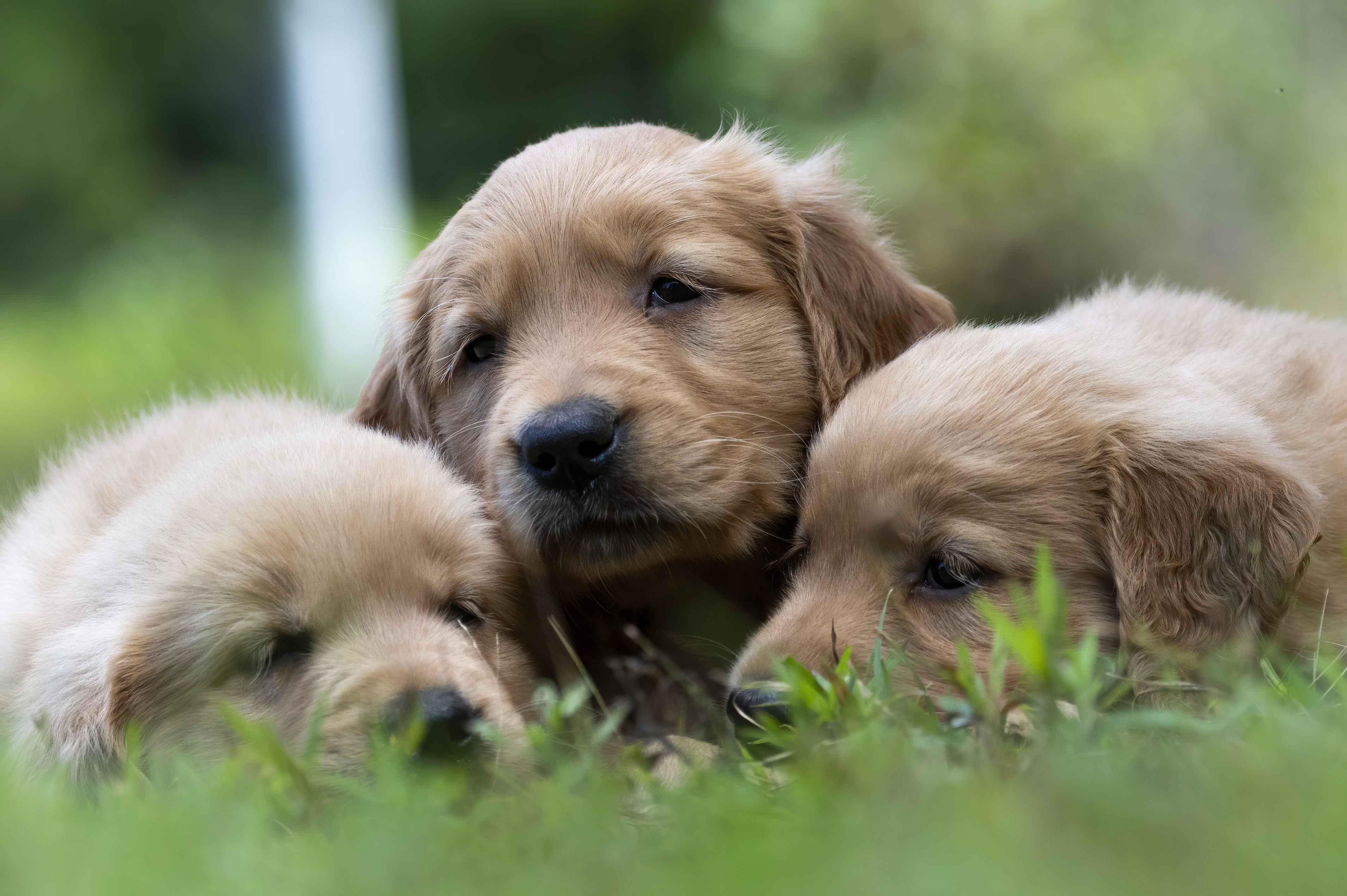 Puppies — pups104