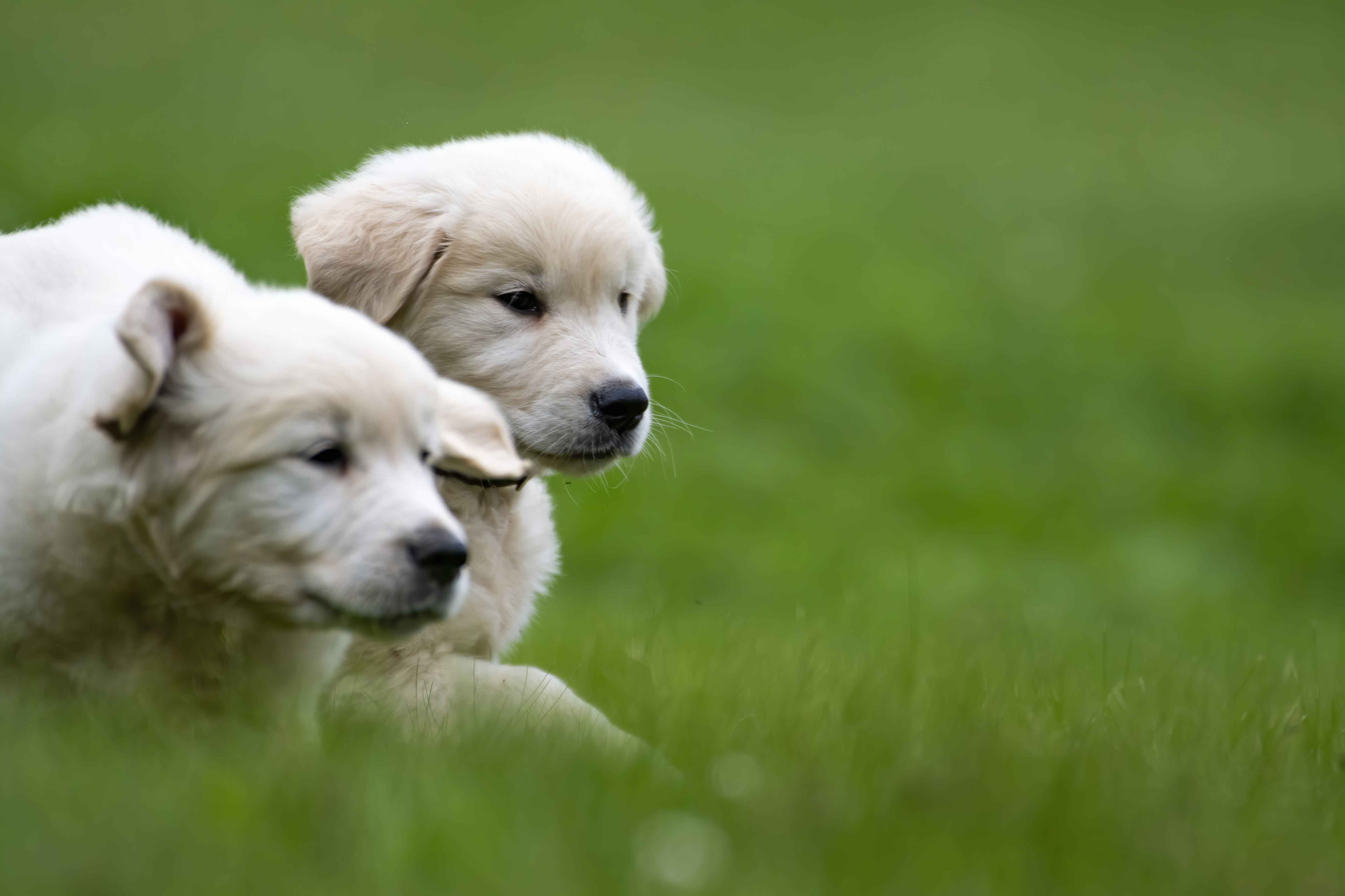Puppies — pups122