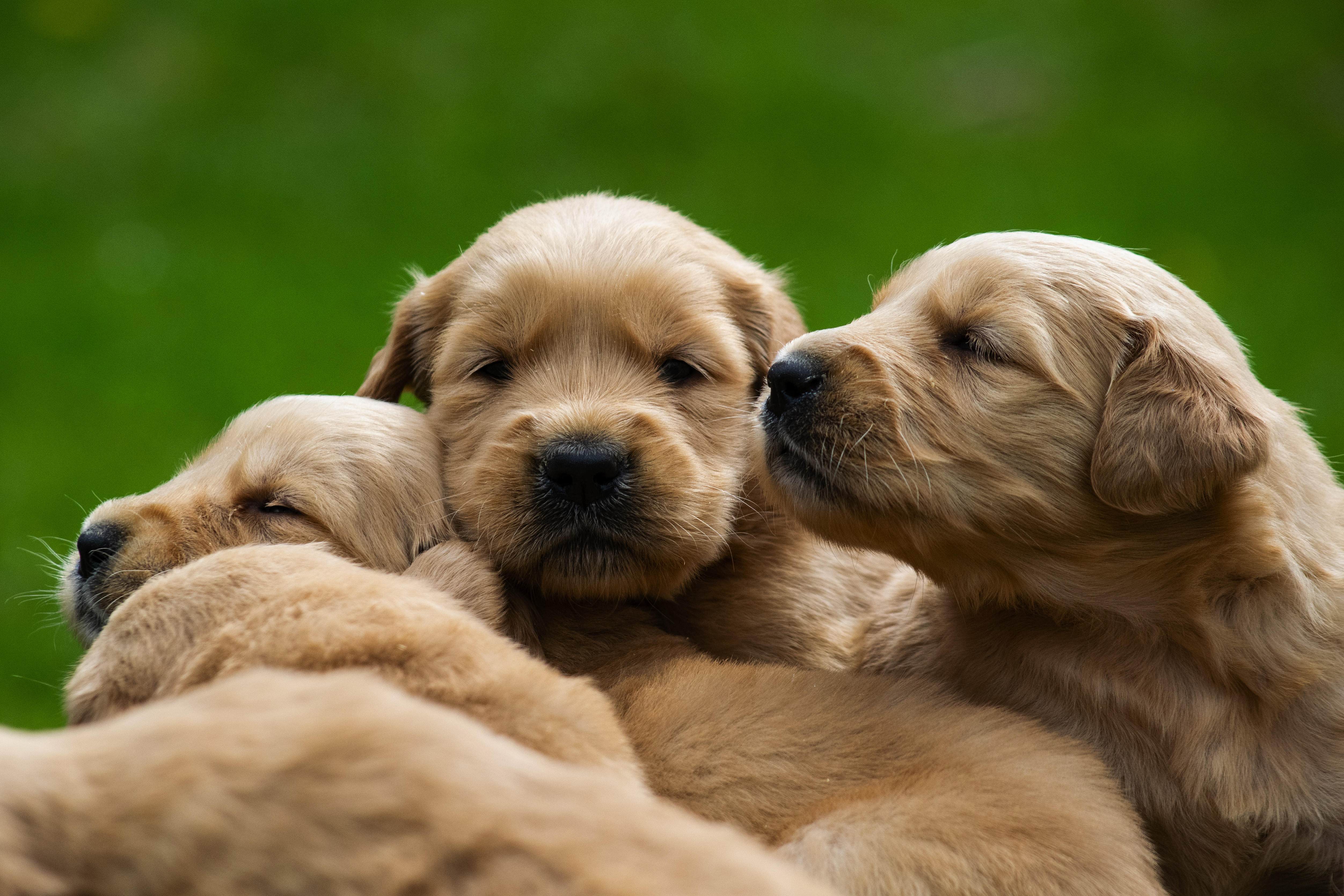 Puppies — pups152