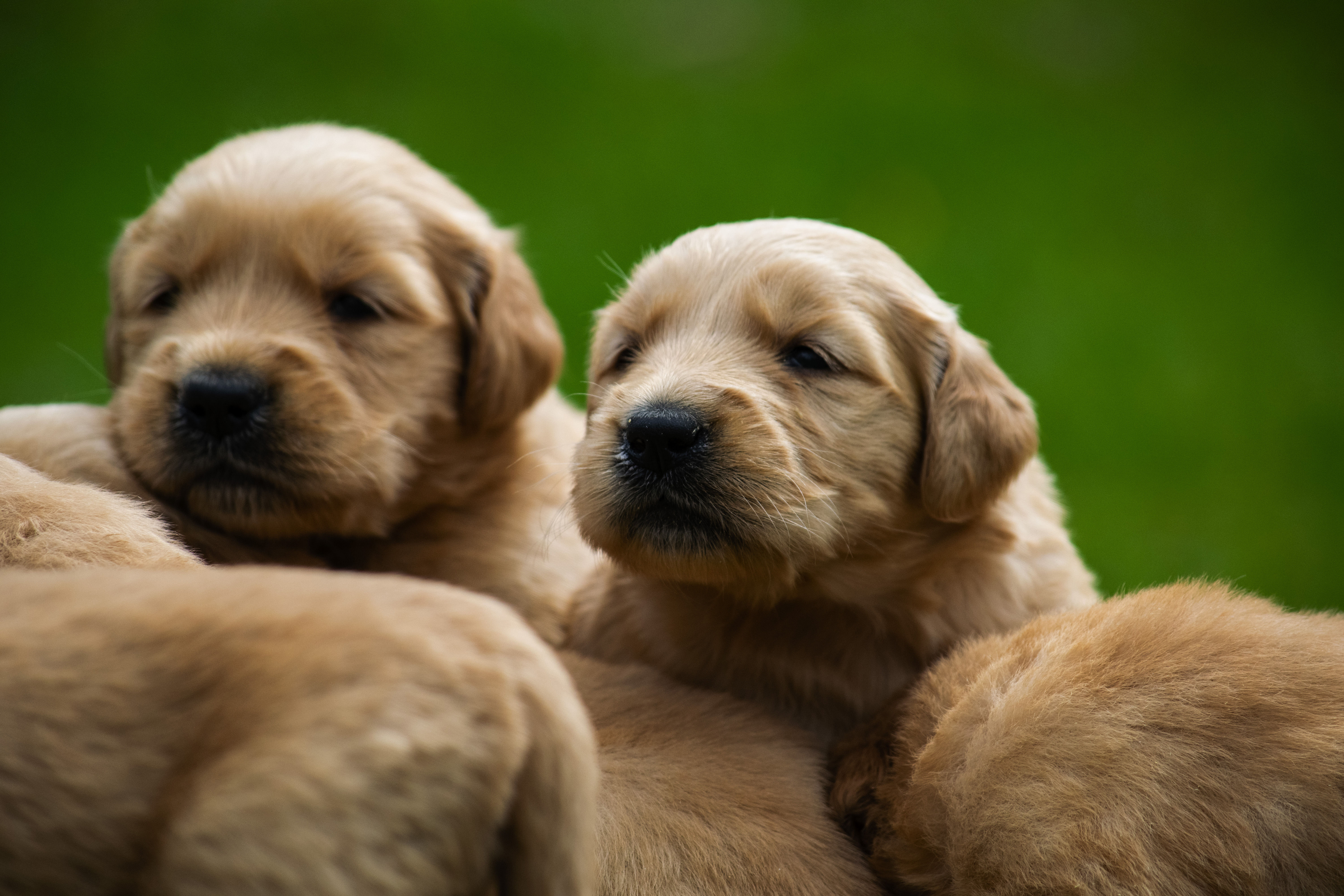 Puppies — pups154