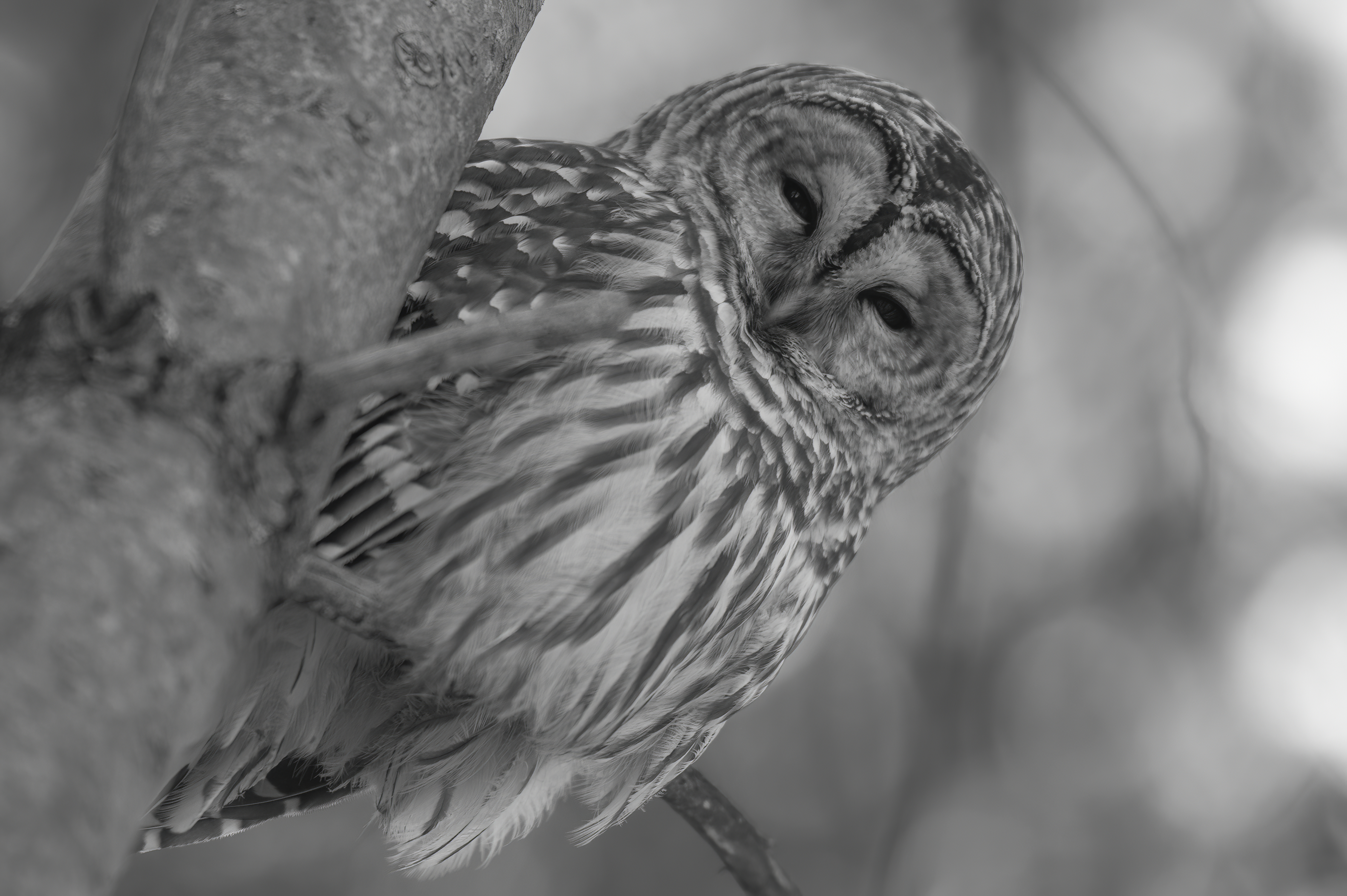 Wildlife — LowOwl200186 f