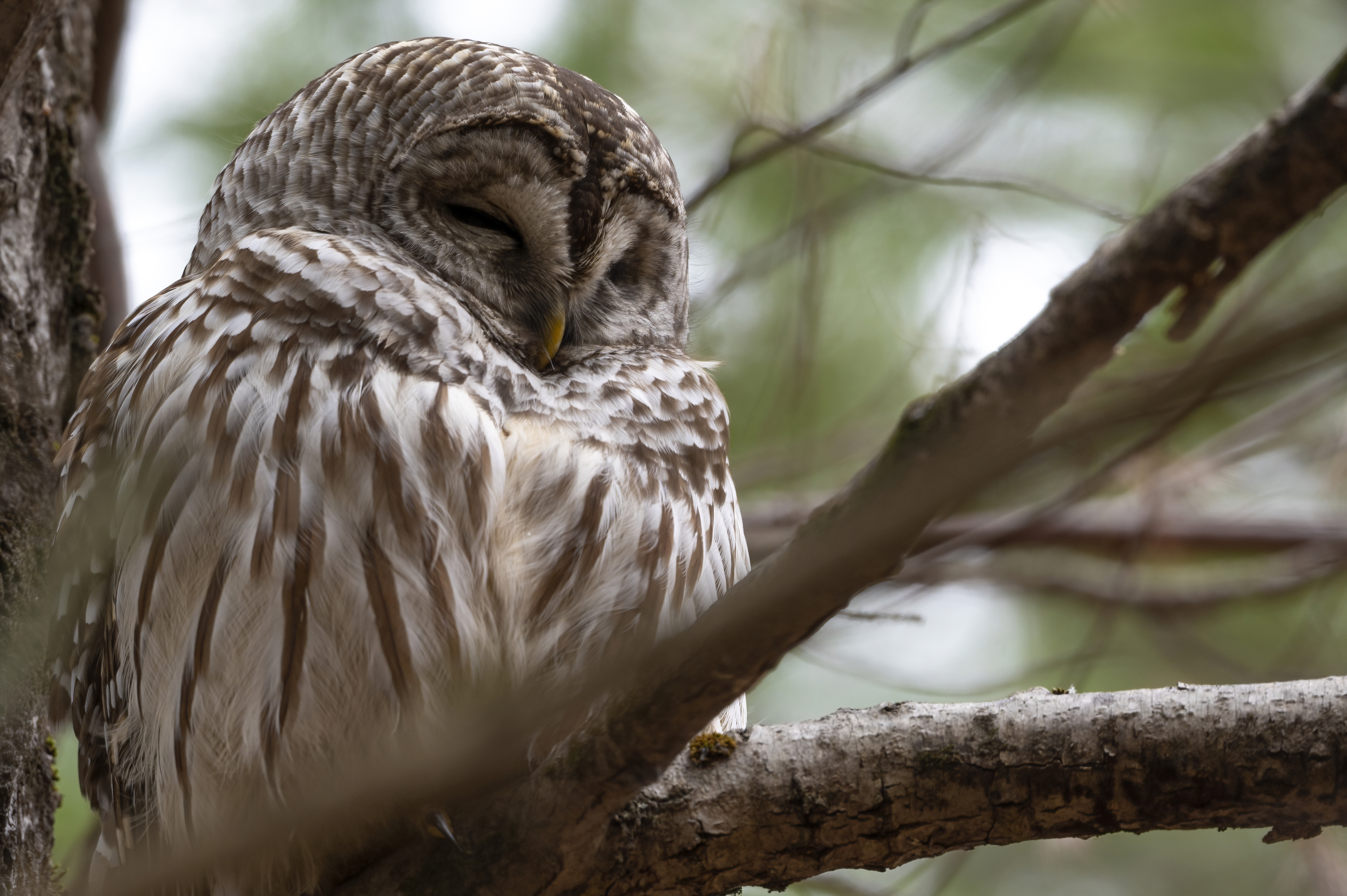 Wildlife — MrOwl108 f