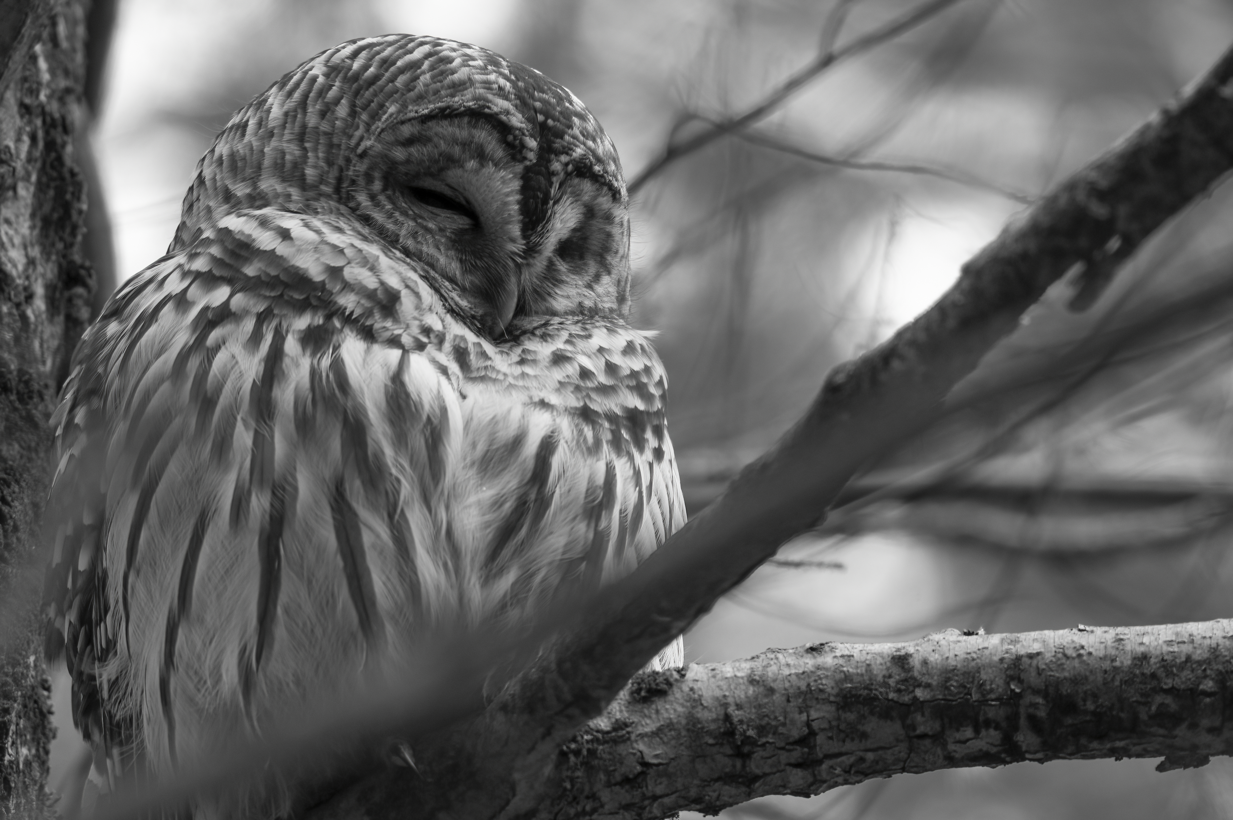 Wildlife — MrOwl108 1 f