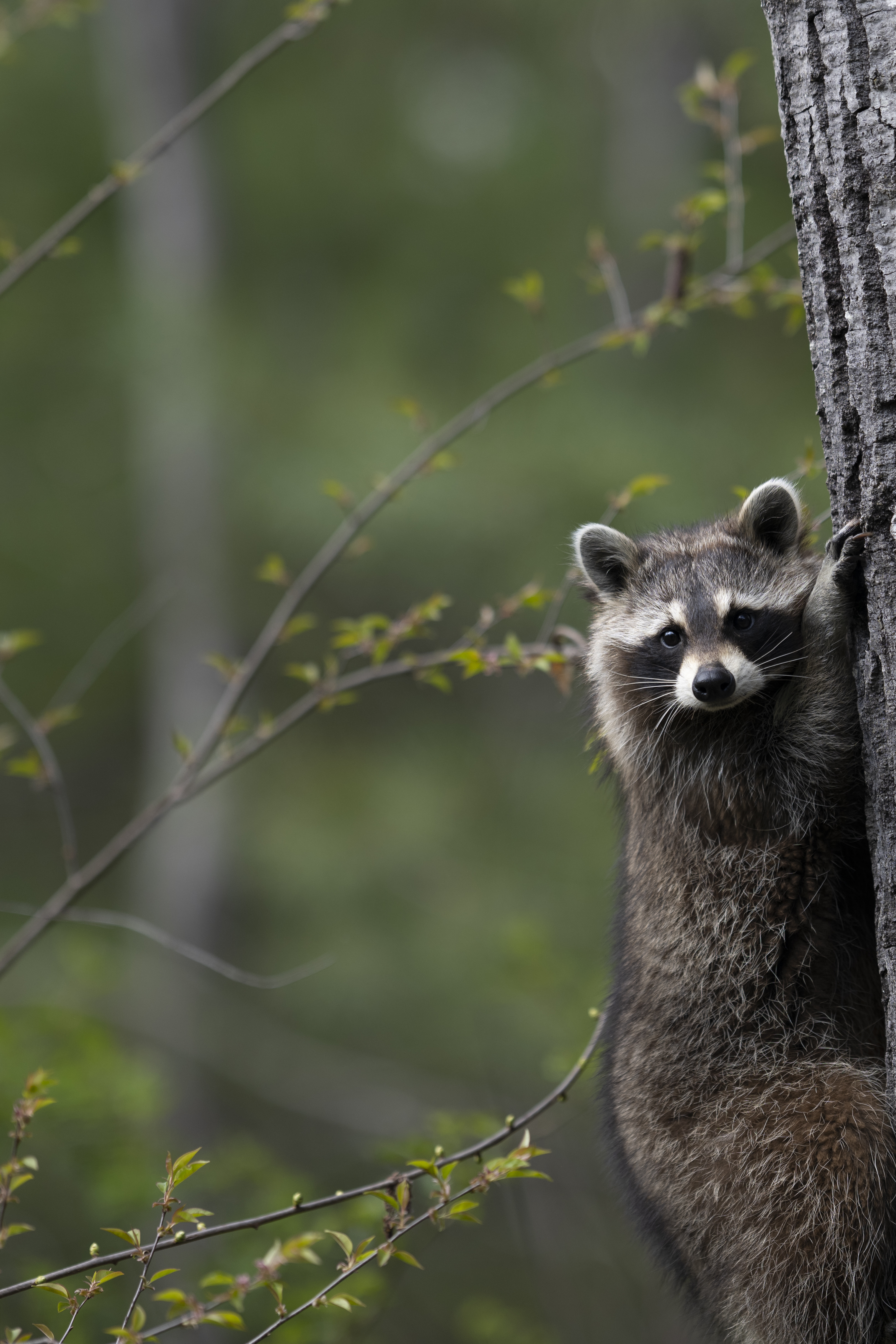 Wildlife — Mr Coon010