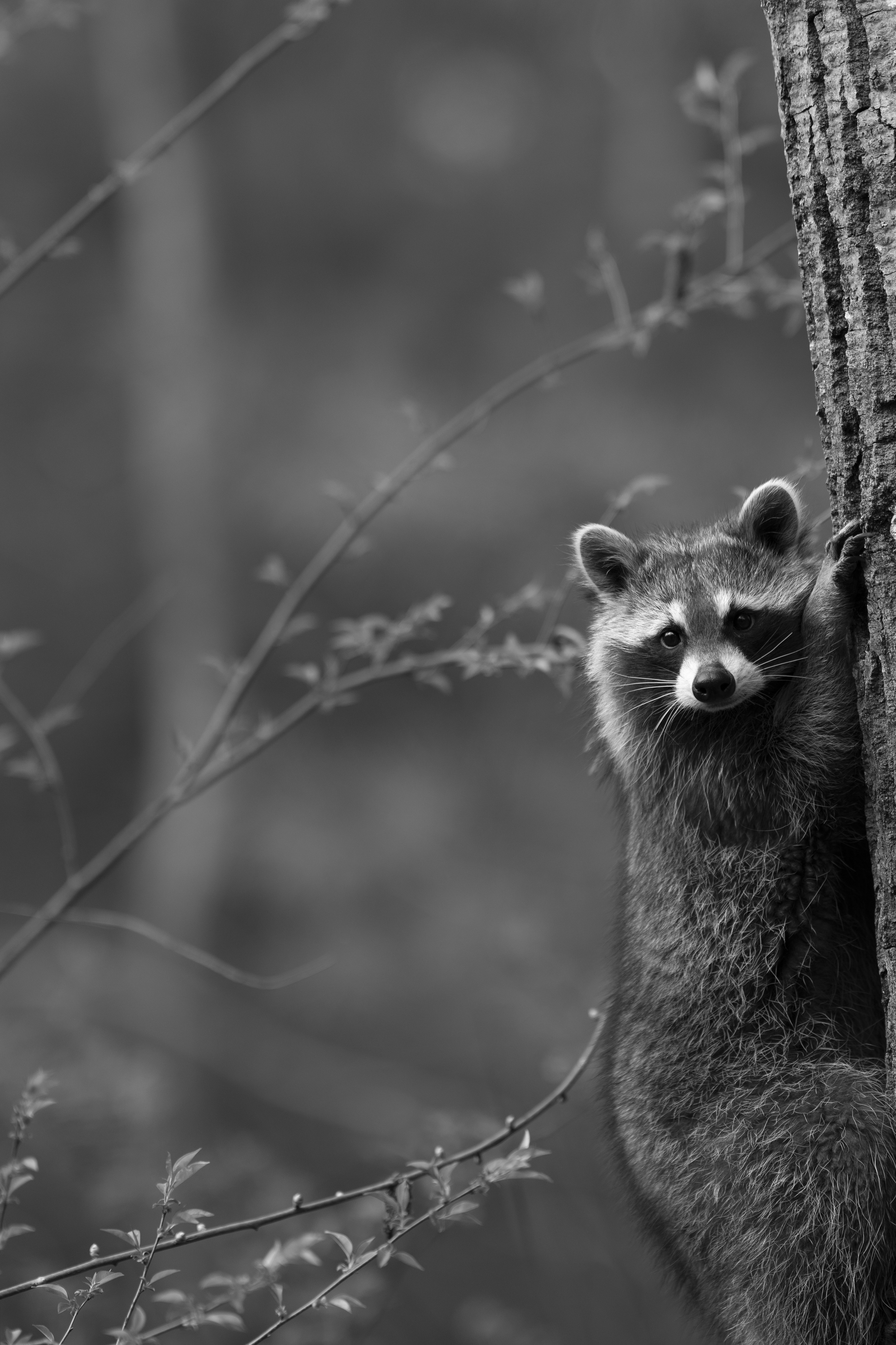 Wildlife — Mr Coon010 1