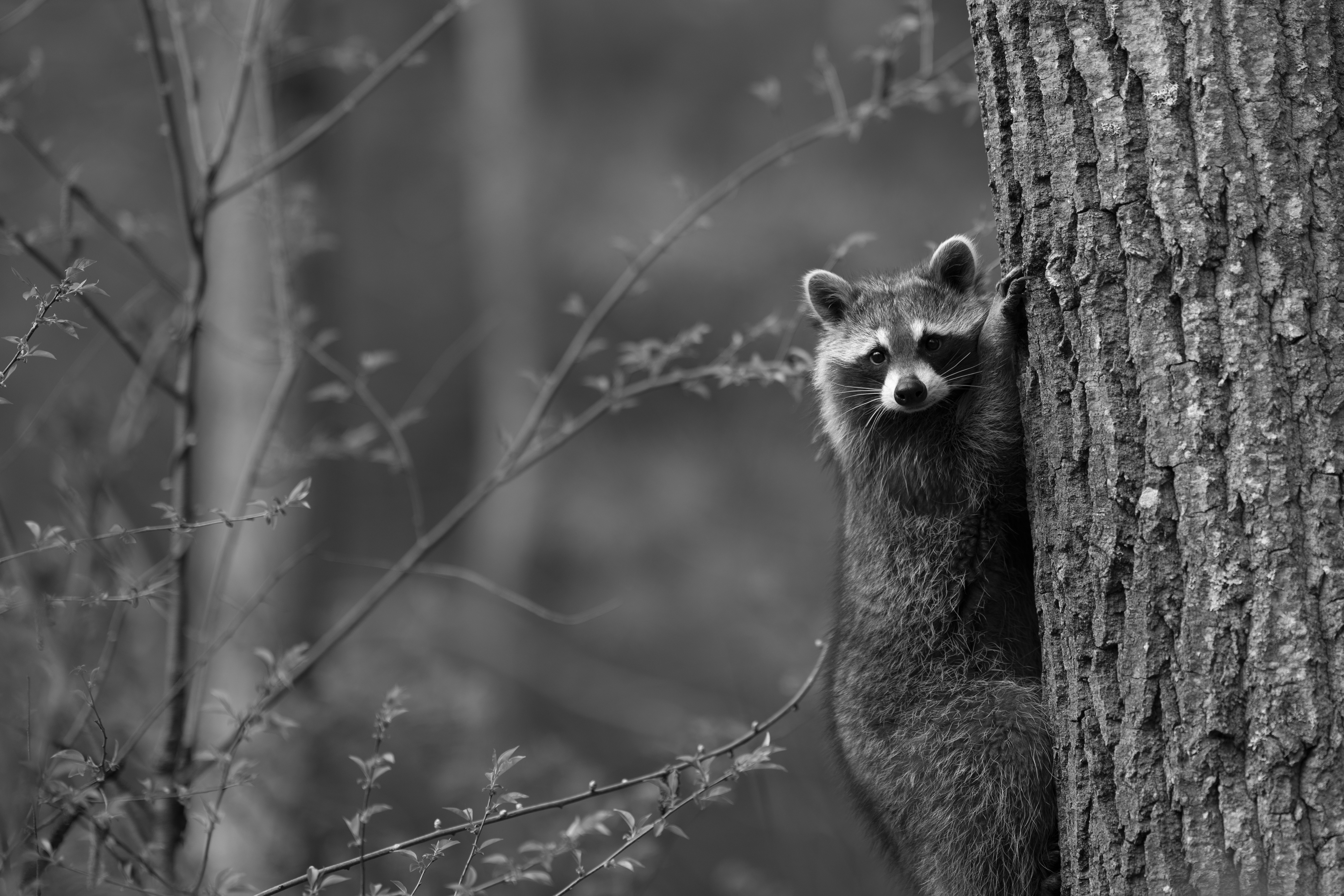 Wildlife — Mr Coon010 2