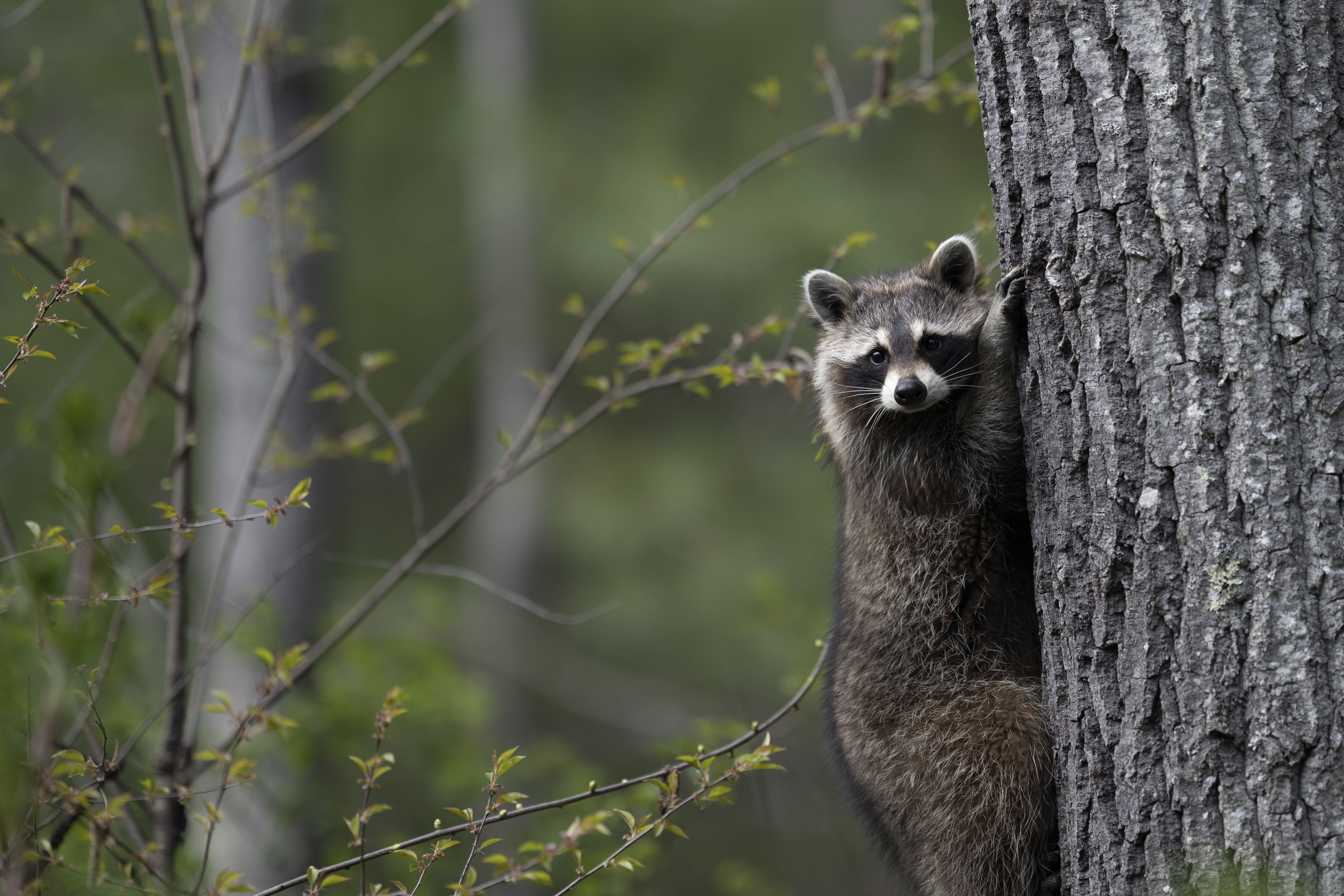 Wildlife — Mr Coon010 3