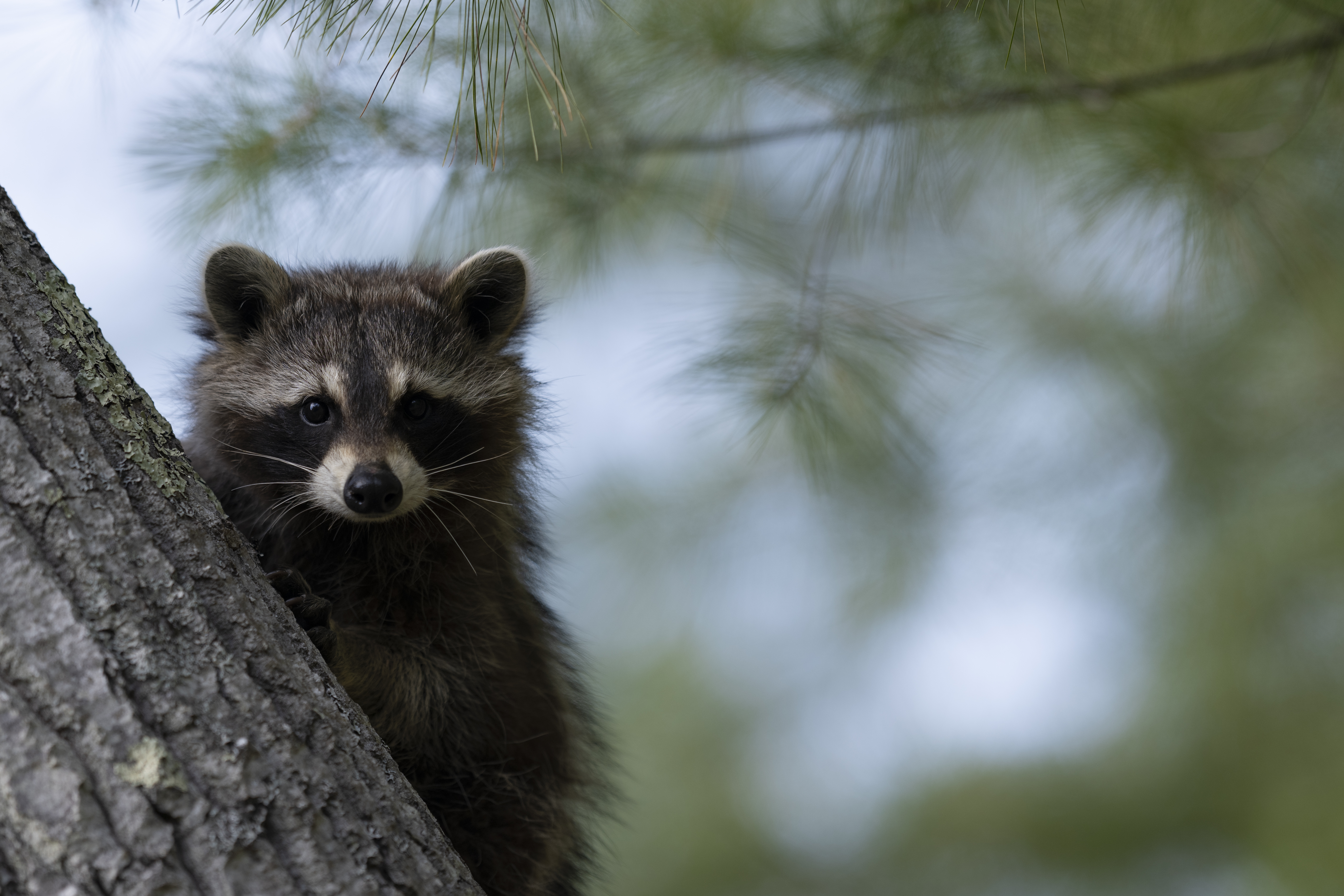 Wildlife — Mr Coon083
