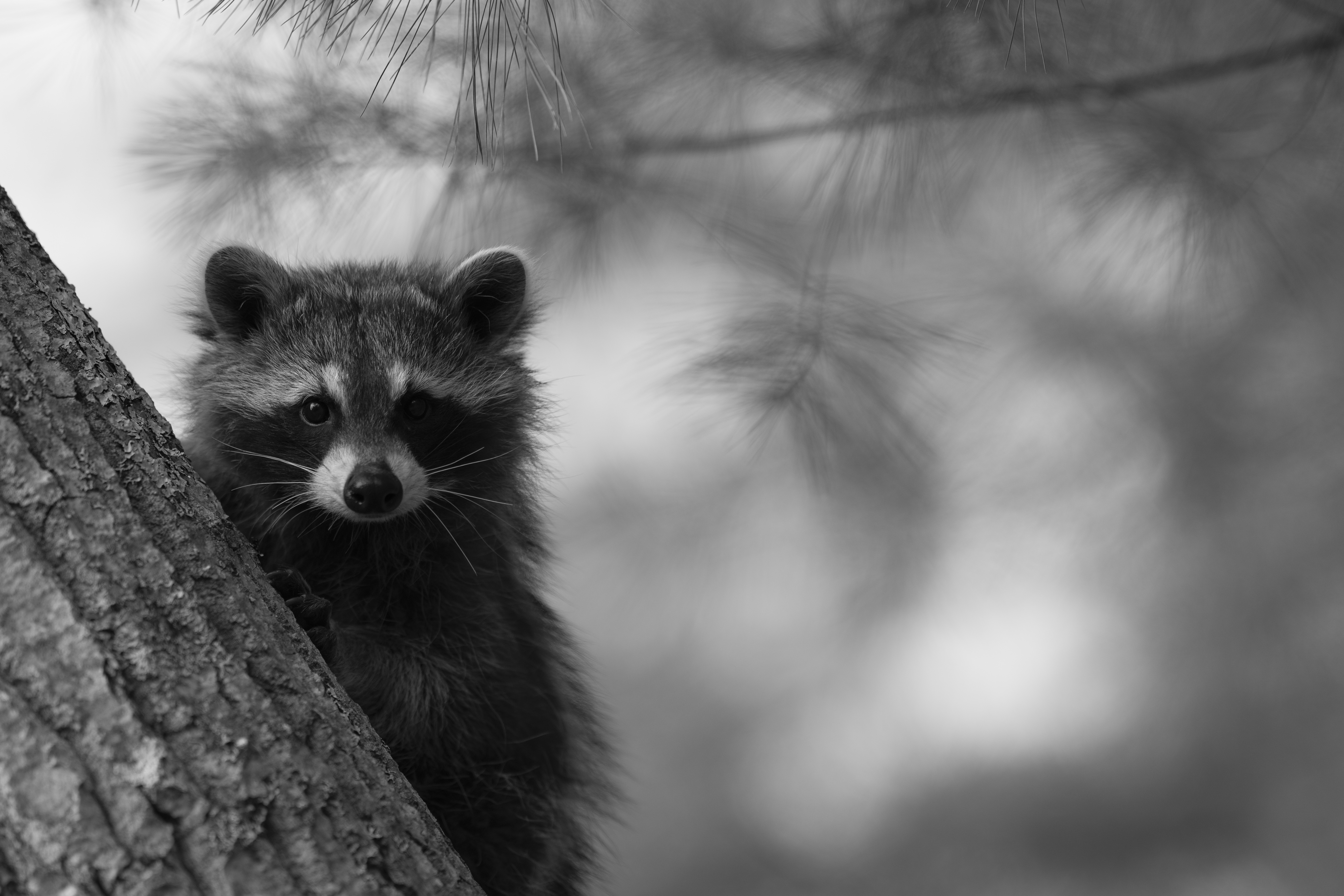 Wildlife — Mr Coon083 1