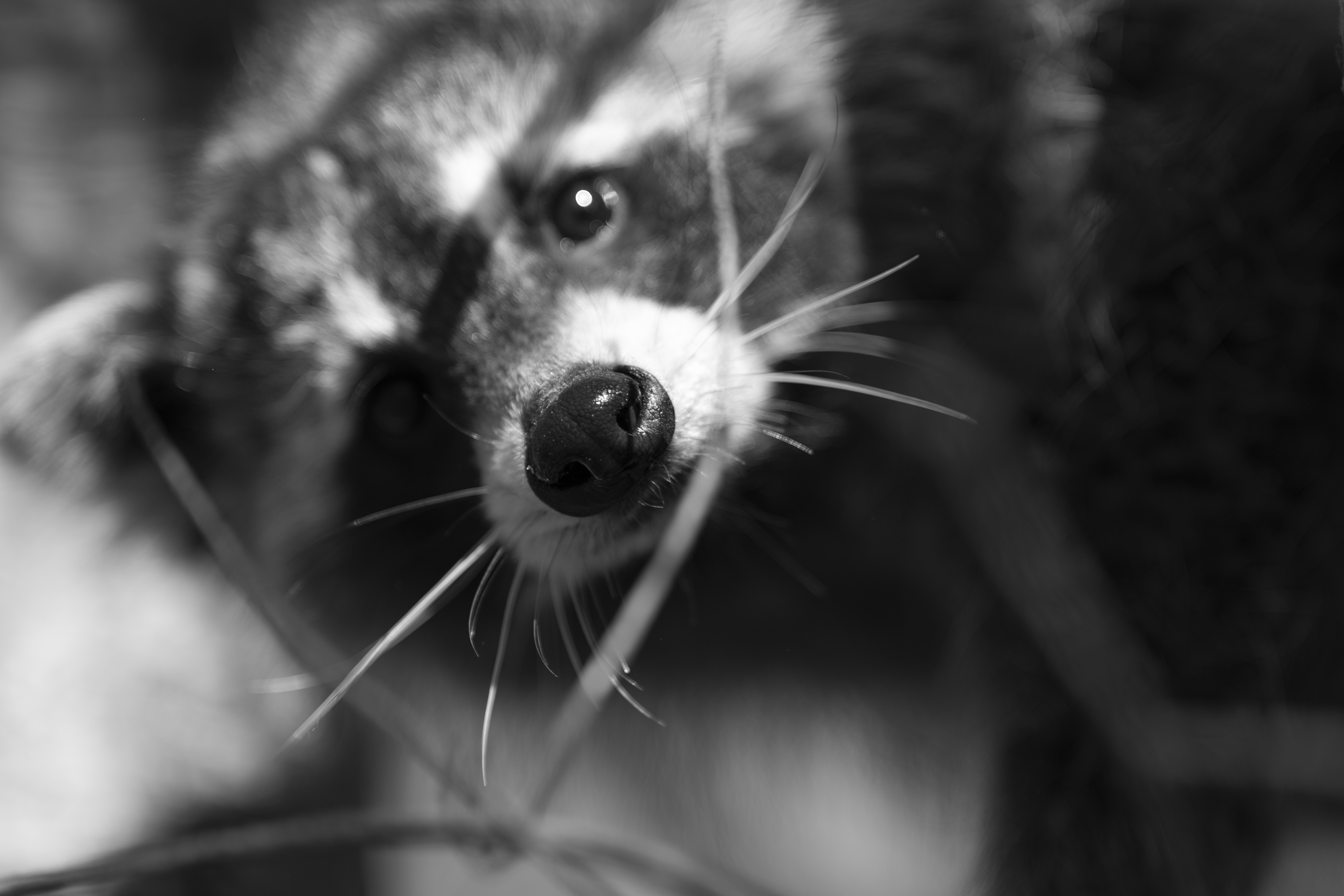 Wildlife — Mr Coon164 1