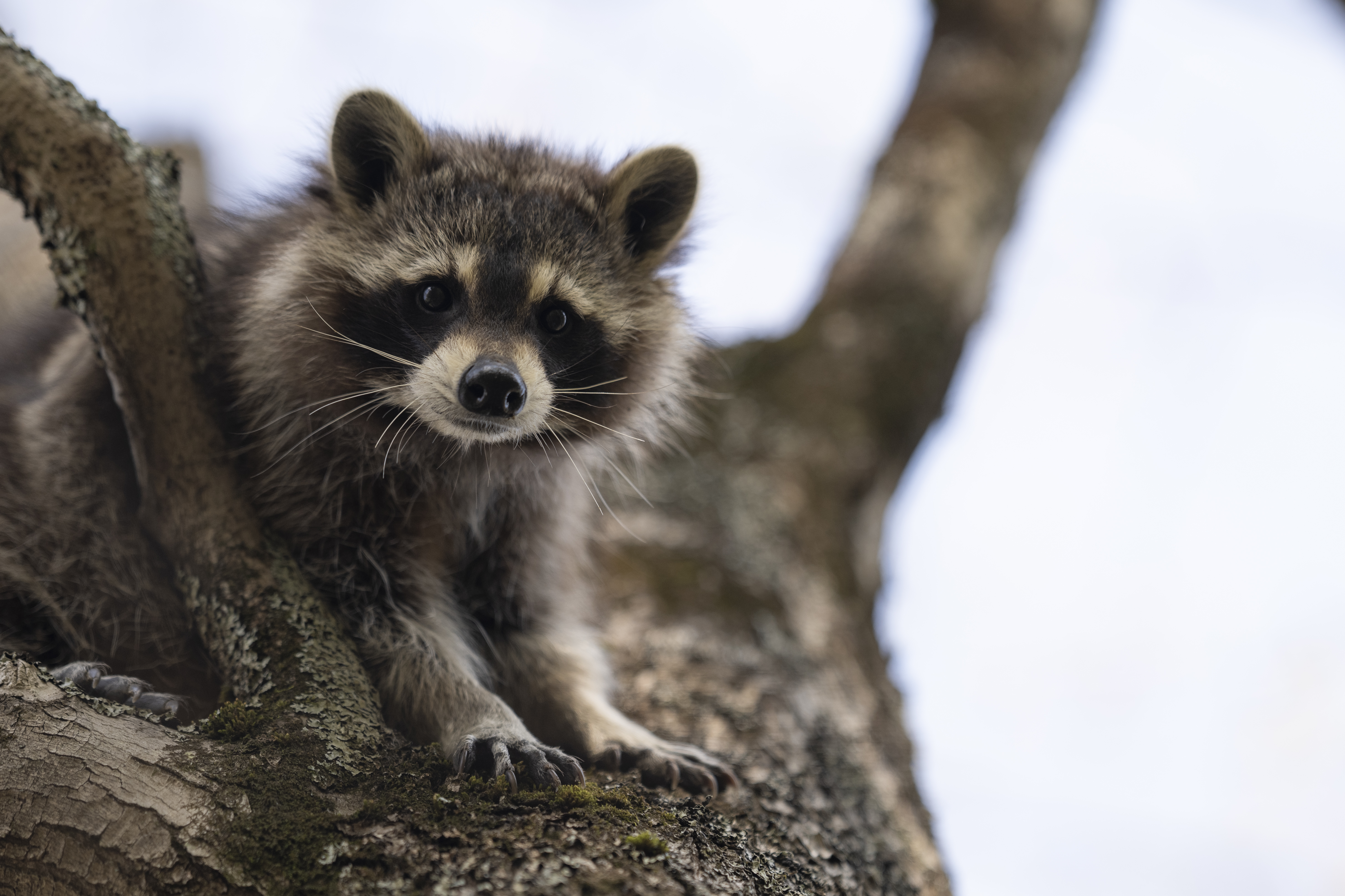 Wildlife — Mr Coon204