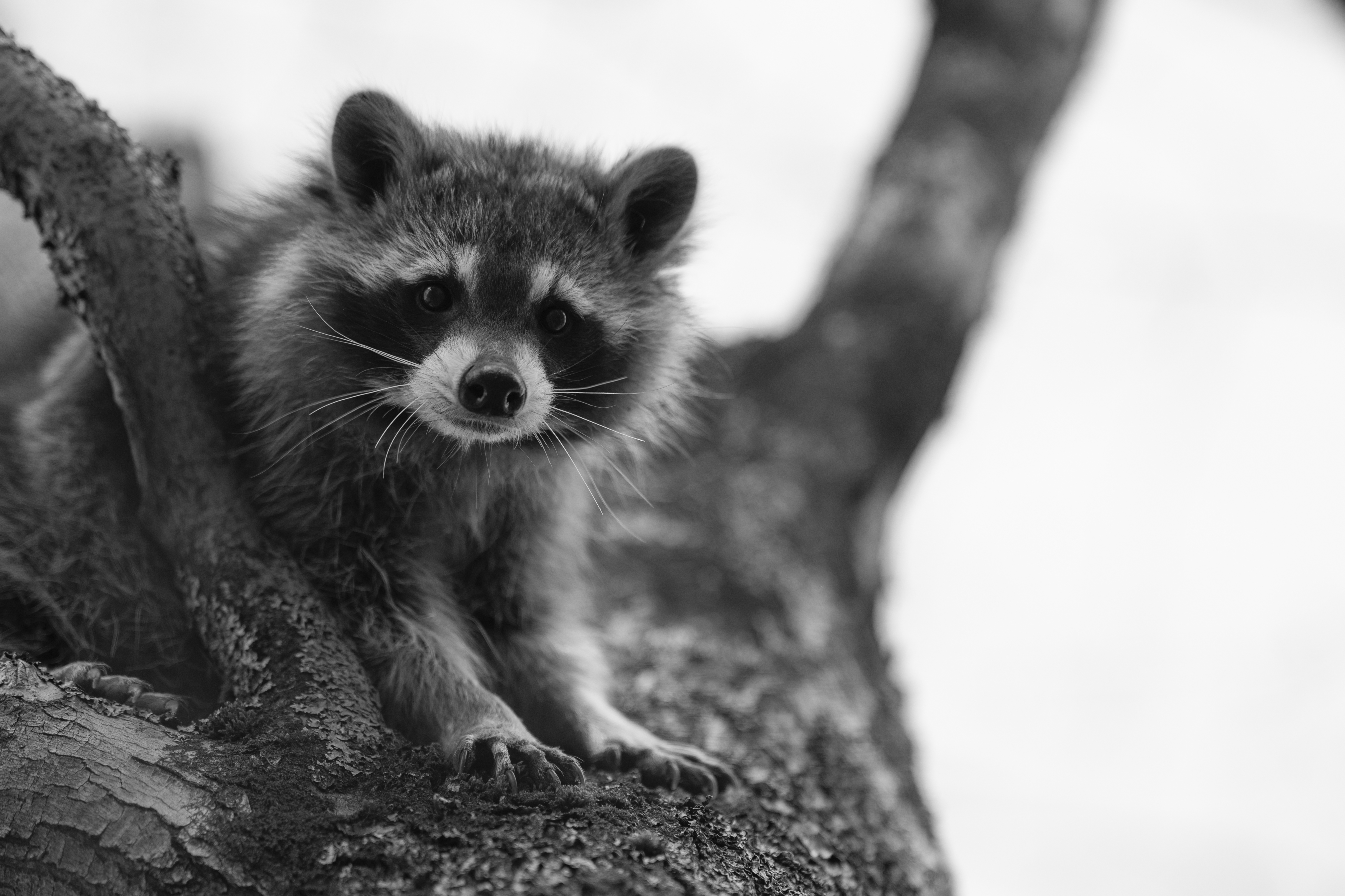 Wildlife — Mr Coon204 1