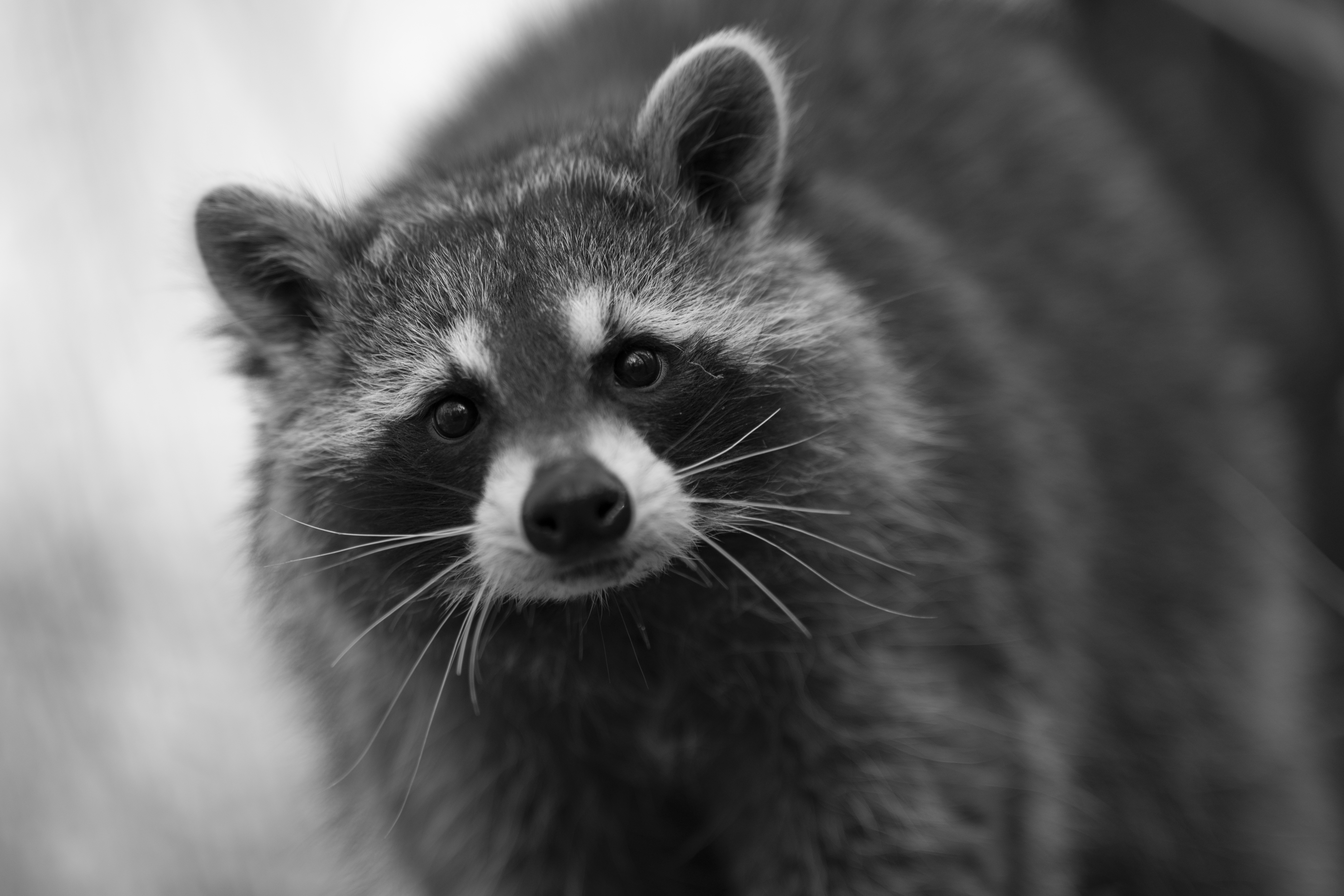 Wildlife — Mr Coon261