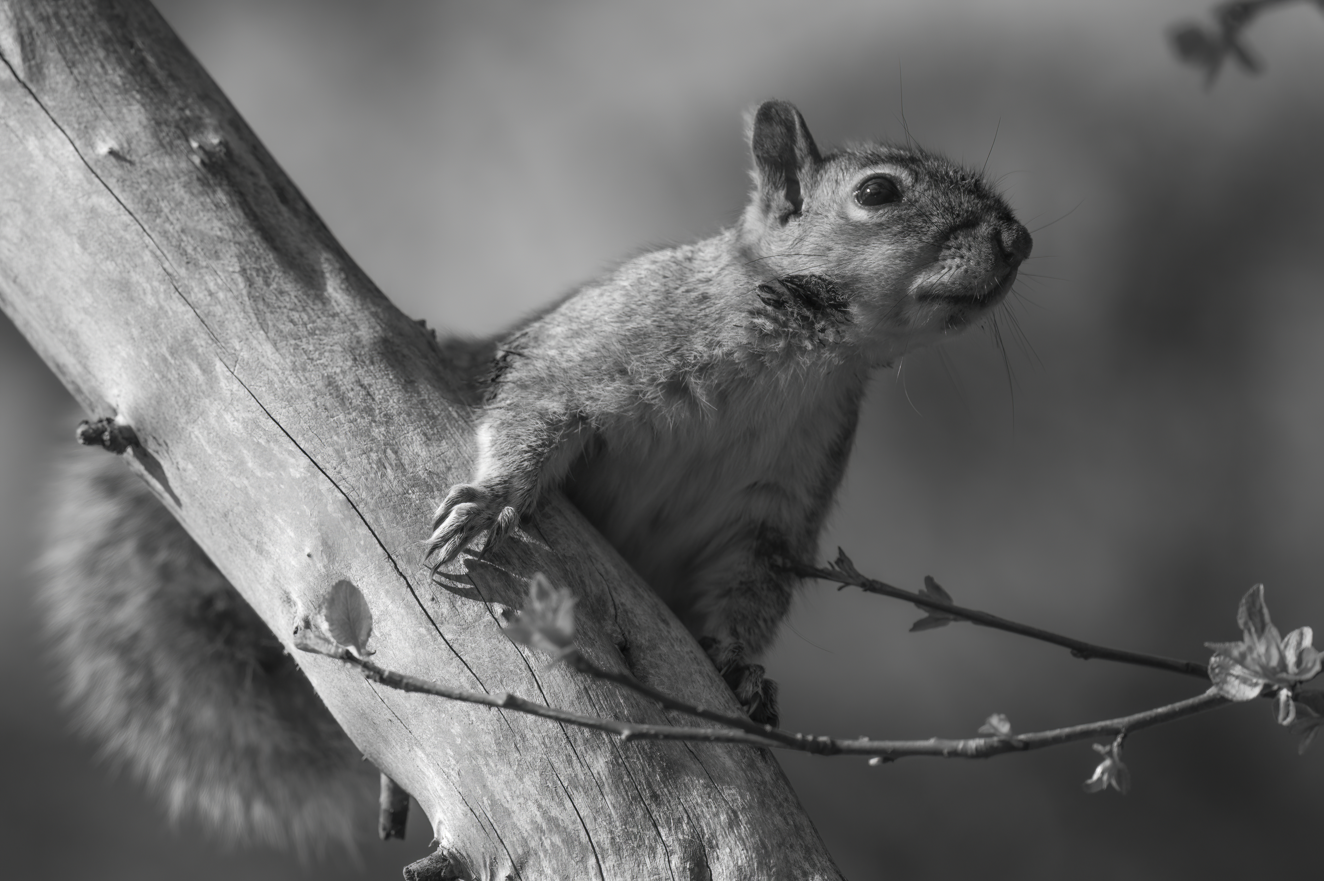 Wildlife — Feeder061 f