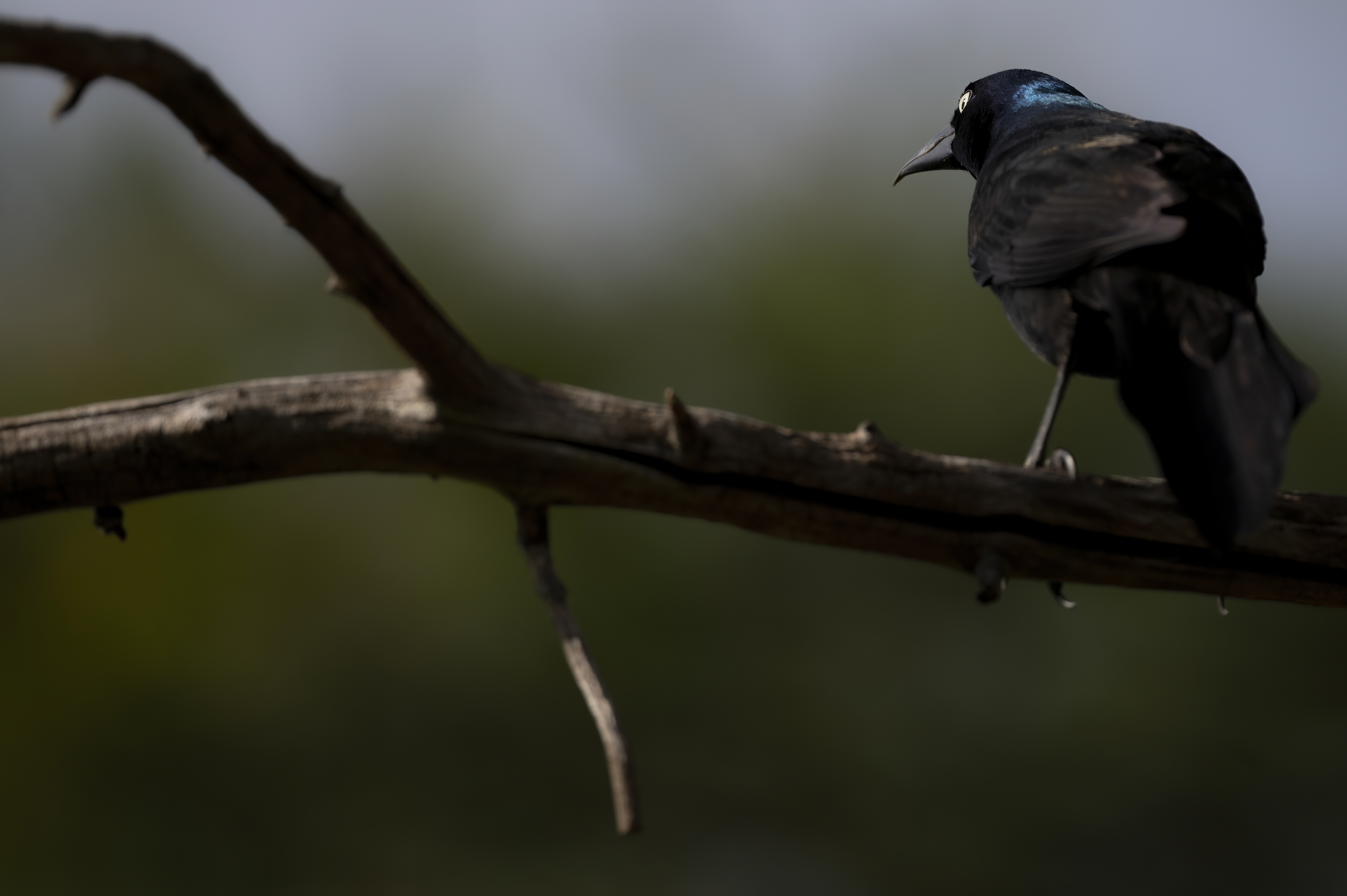 Wildlife — Feeder106 f