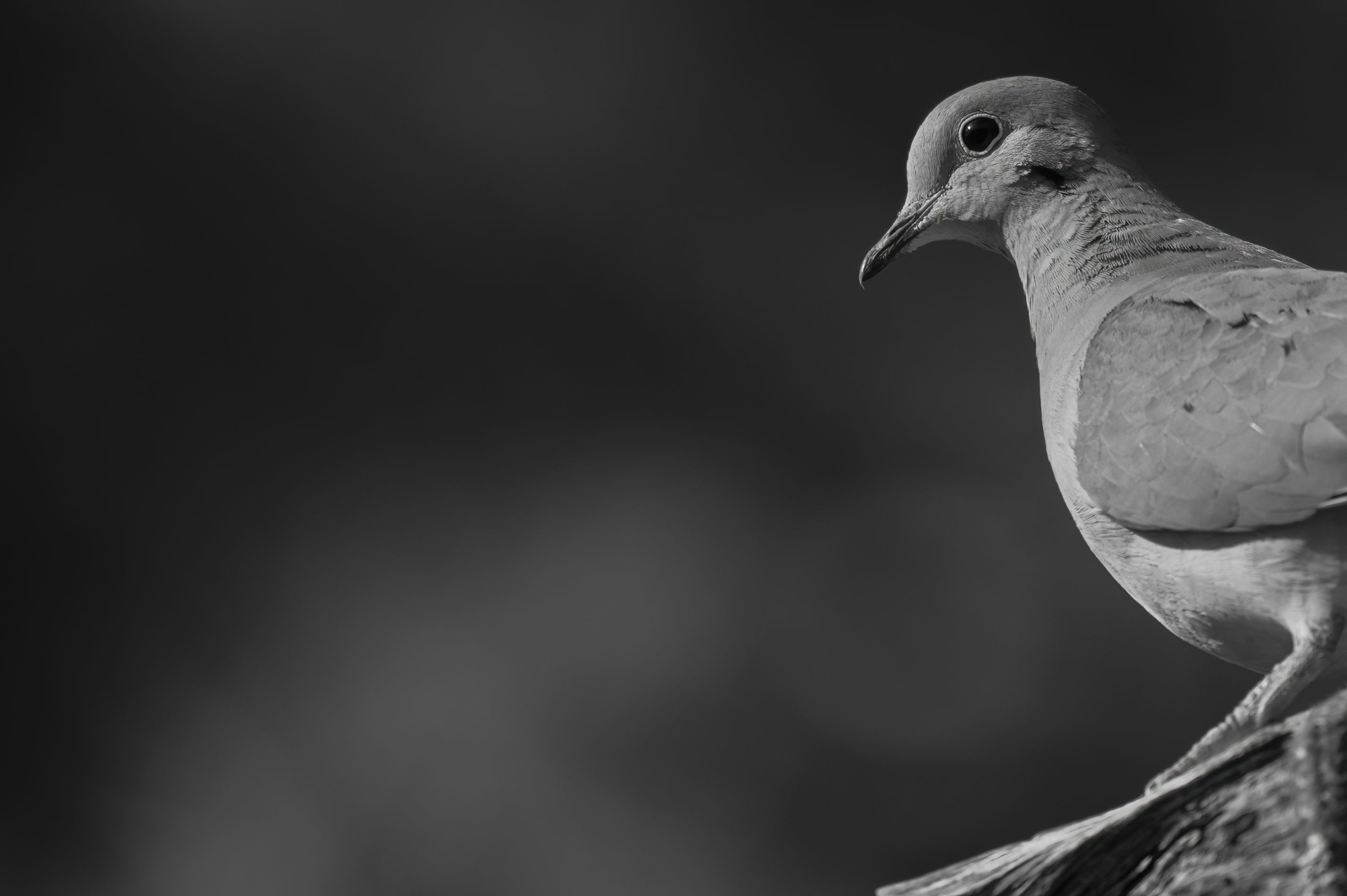 Wildlife — Feeder132 f