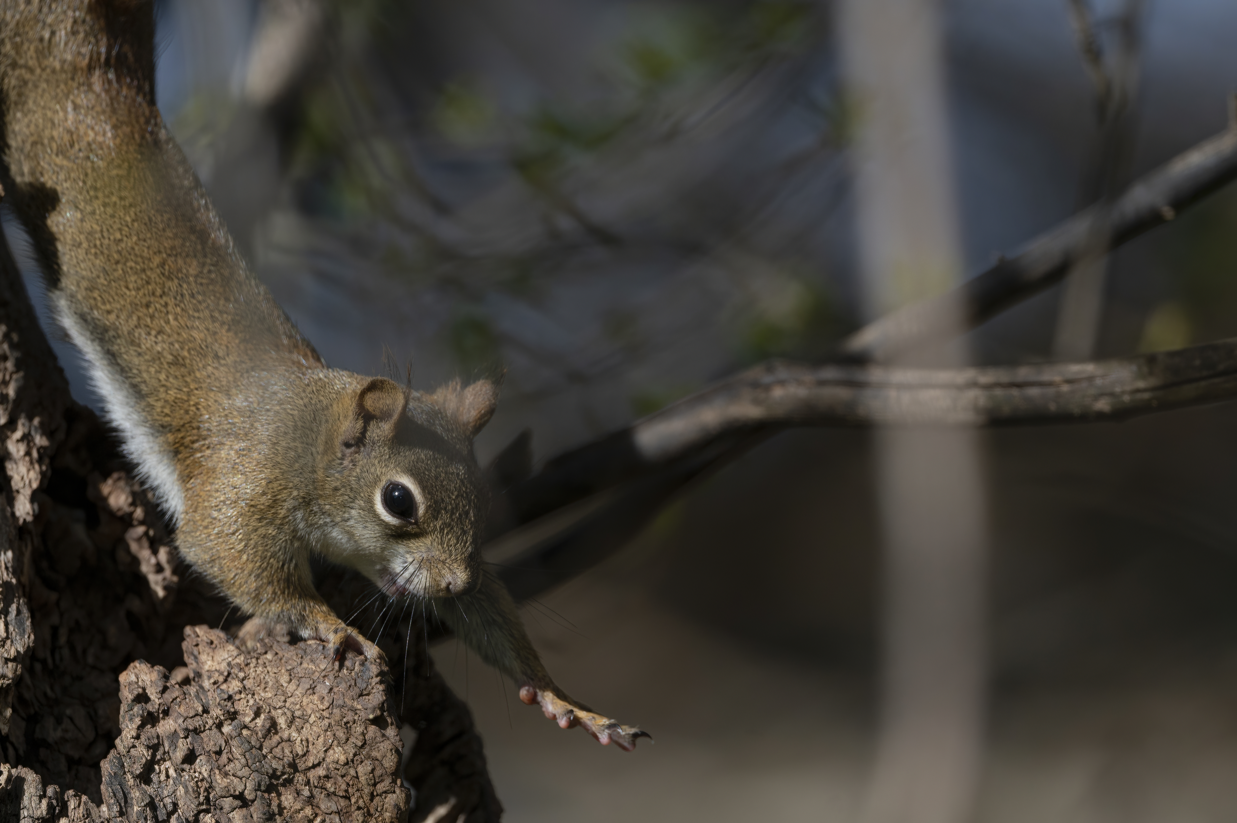 Wildlife — Feeder147 f