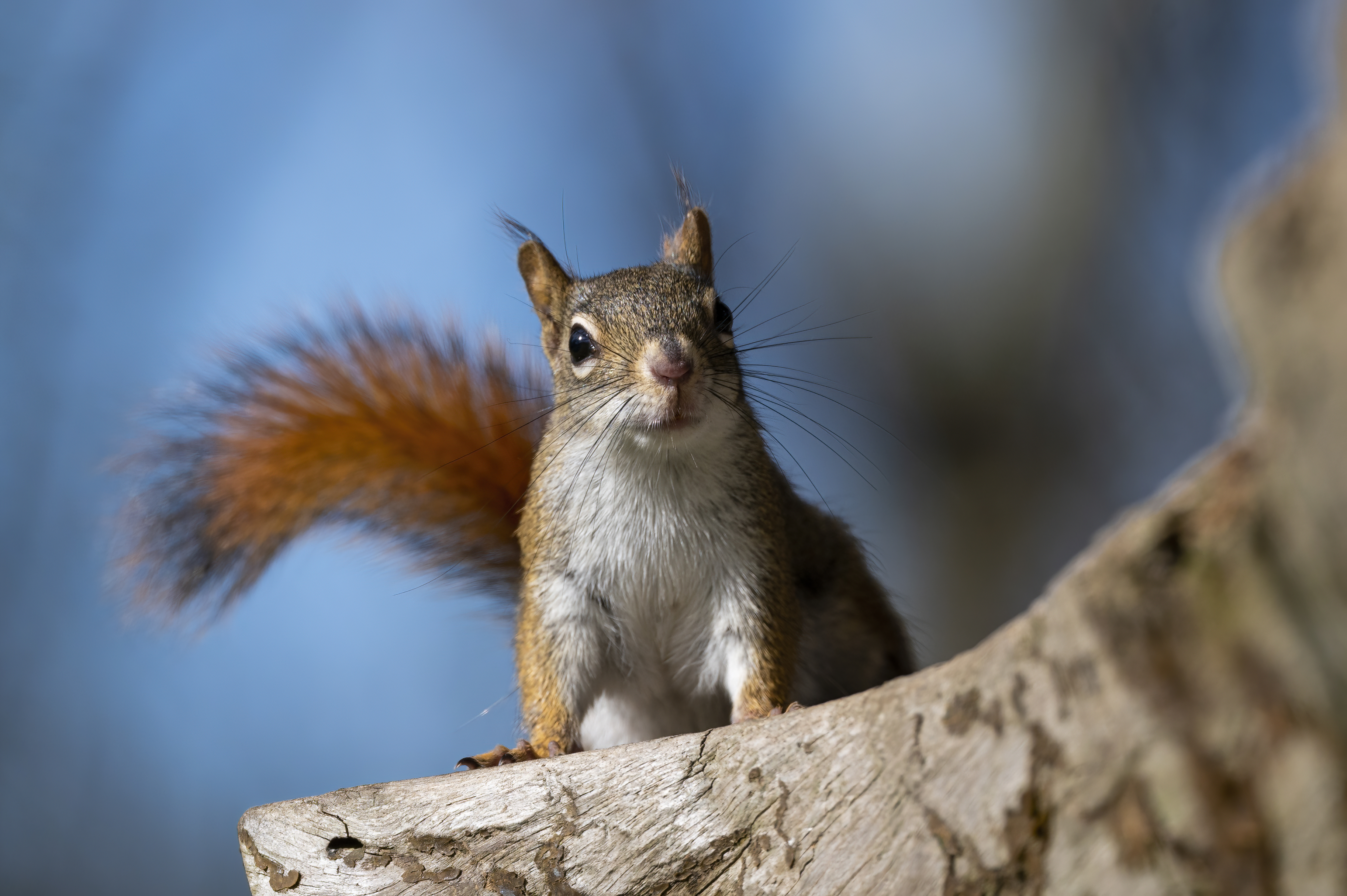 Wildlife — Feeder241 f