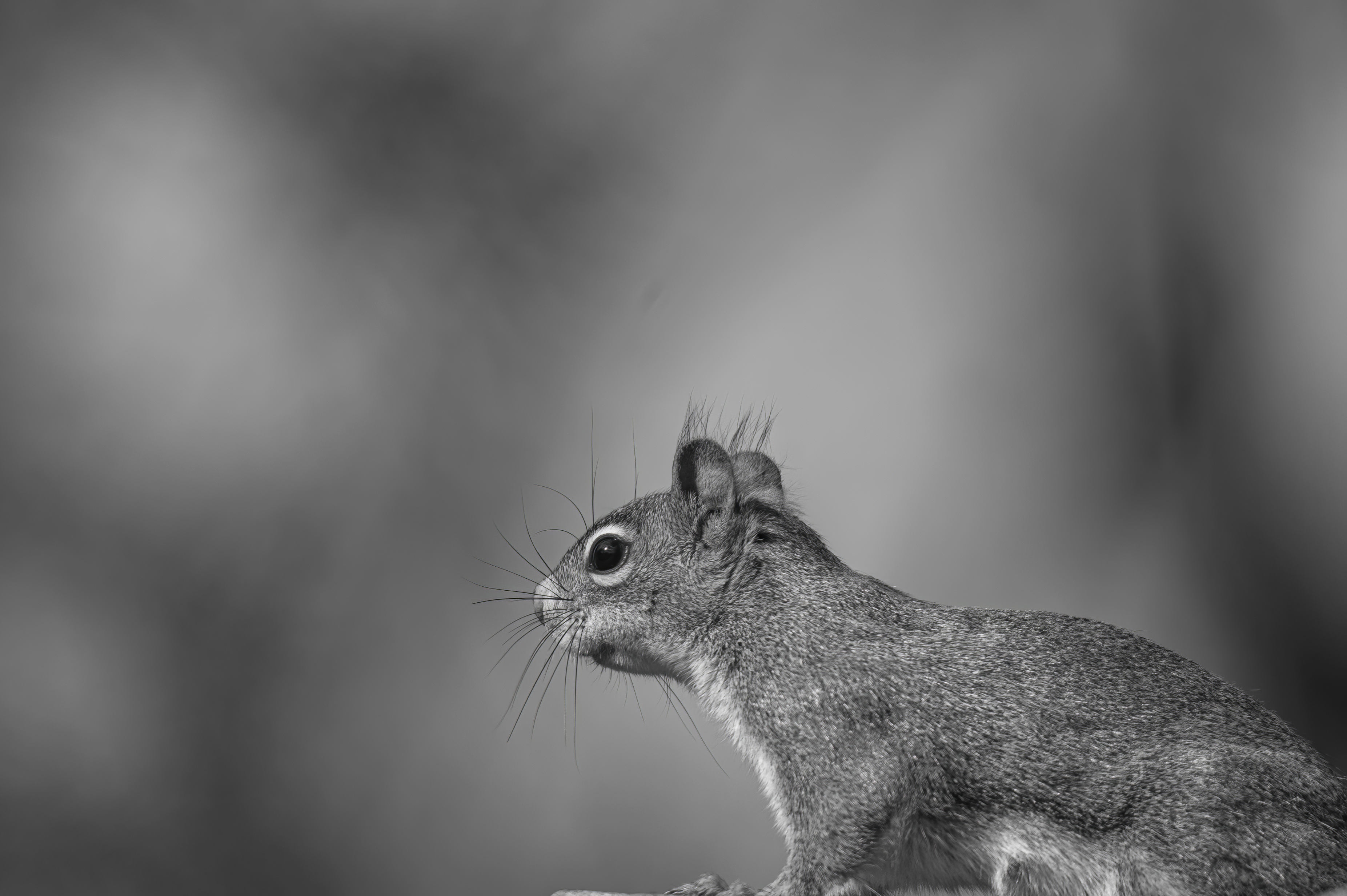 Wildlife — Feeder256 f