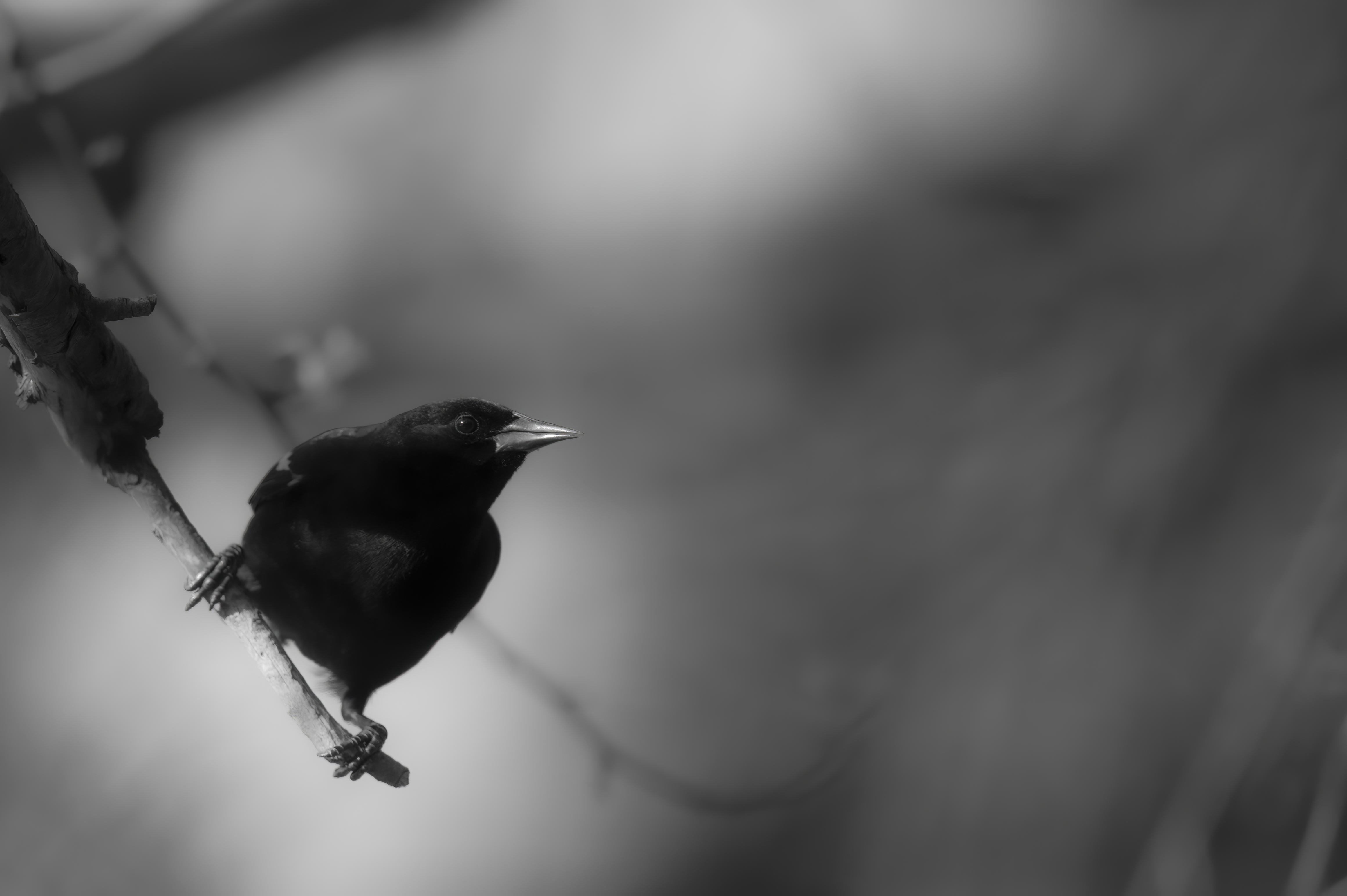 Wildlife — Feeder264 f