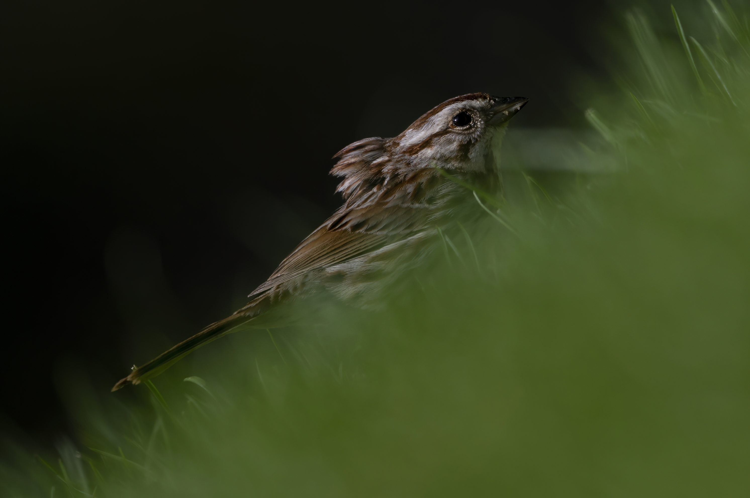 Wildlife — Feeder342 f