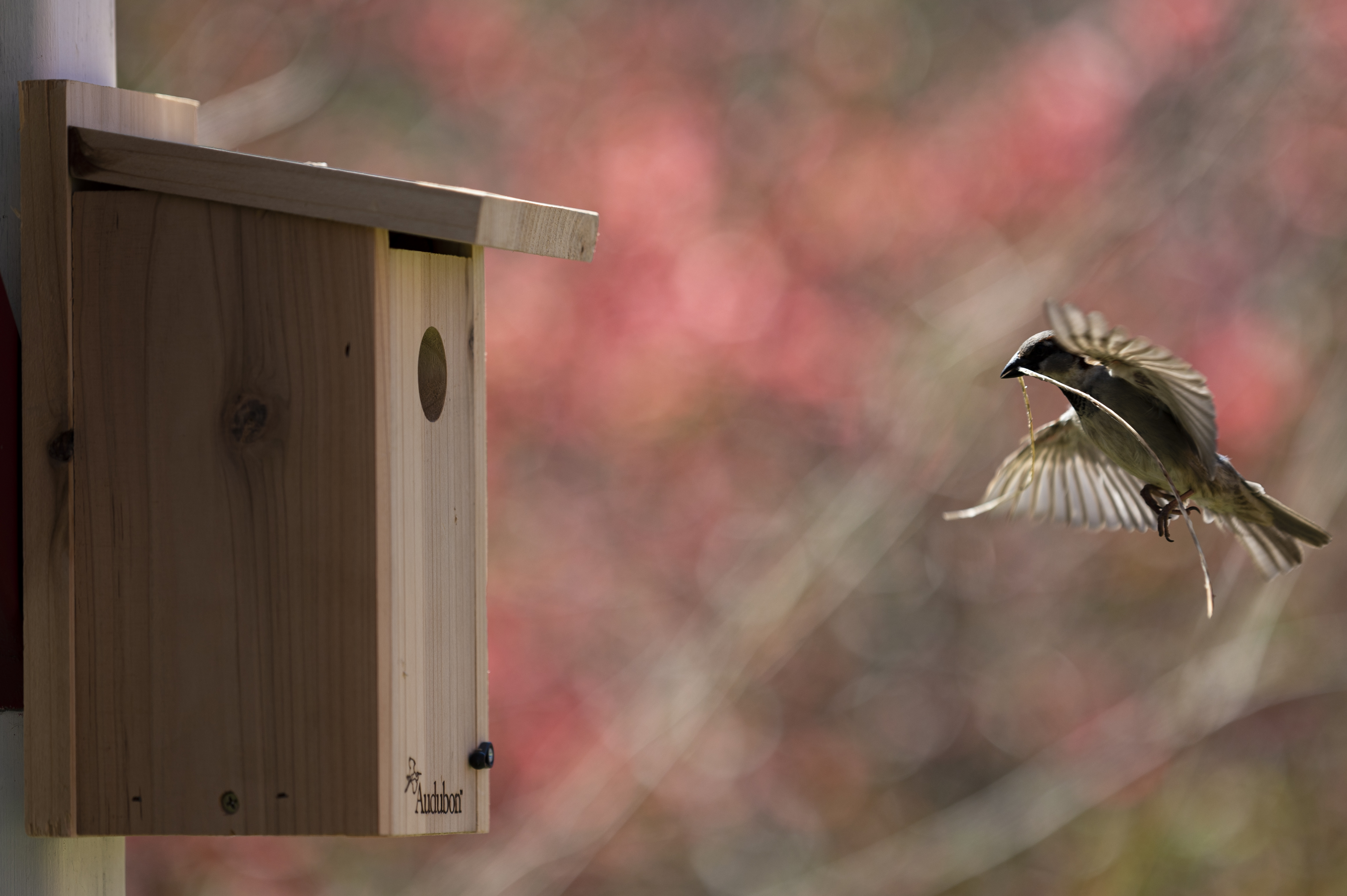 Wildlife — Sparrows06