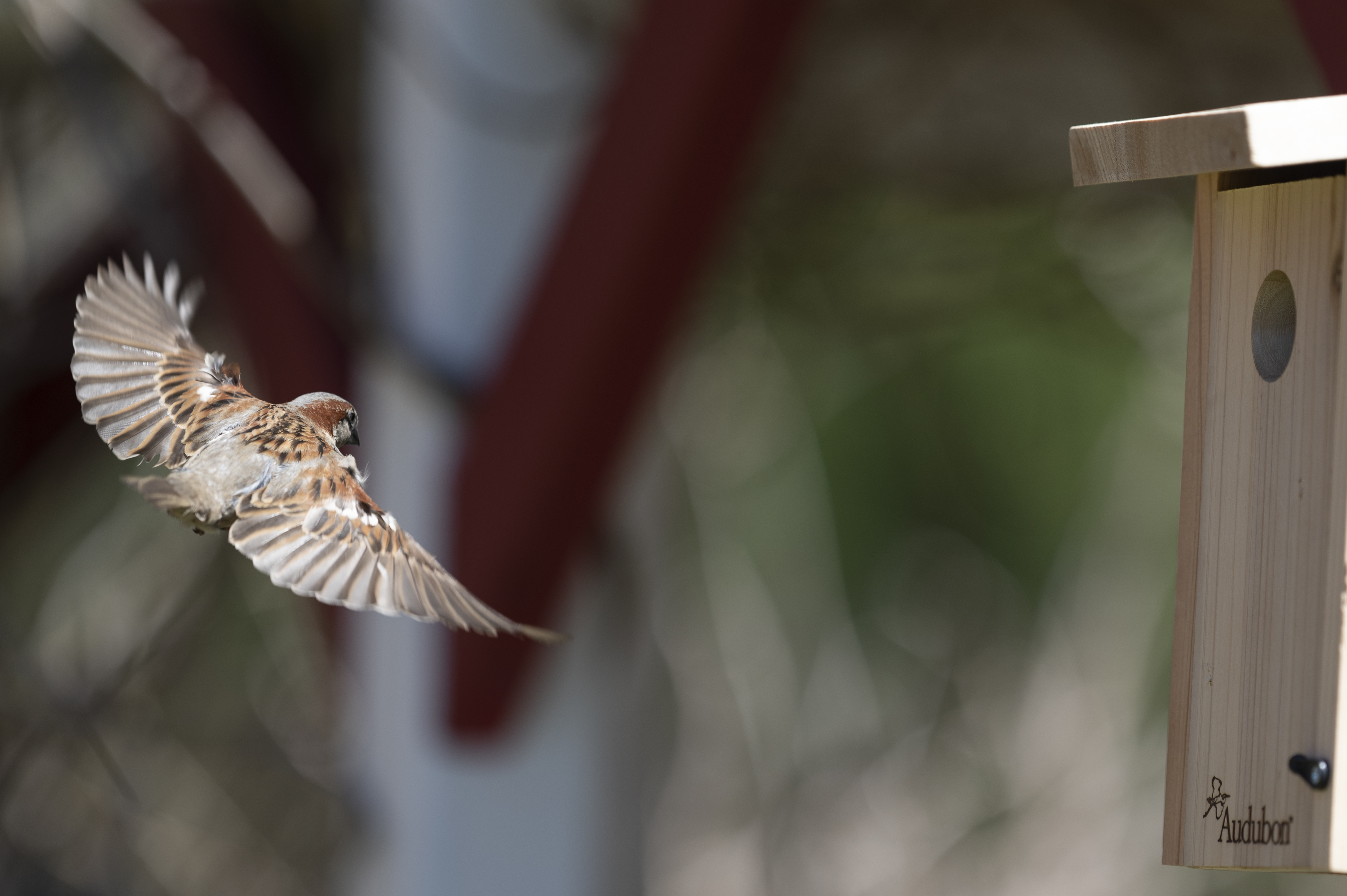 Wildlife — Sparrows16