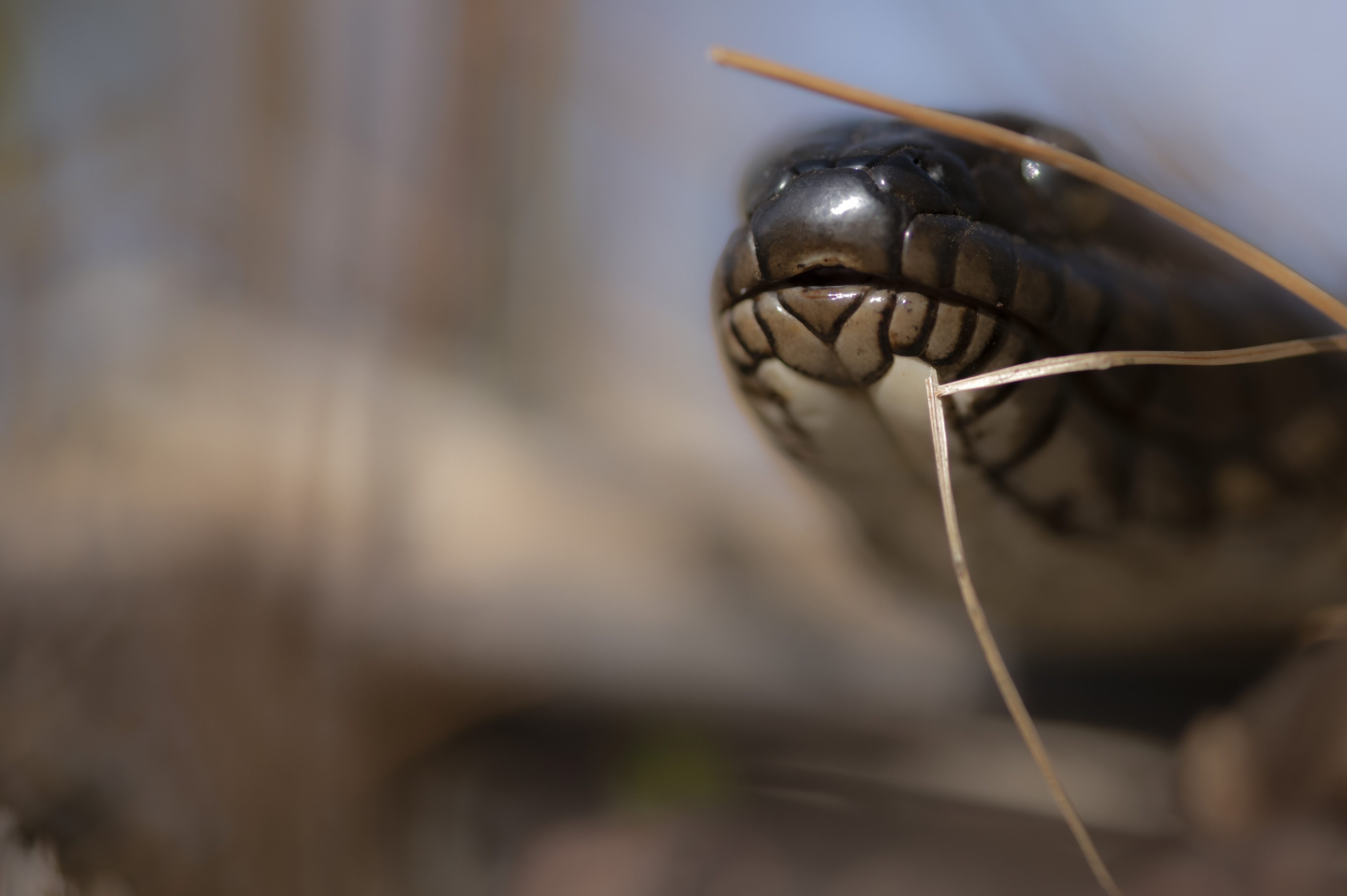Wildlife — Snake343 f