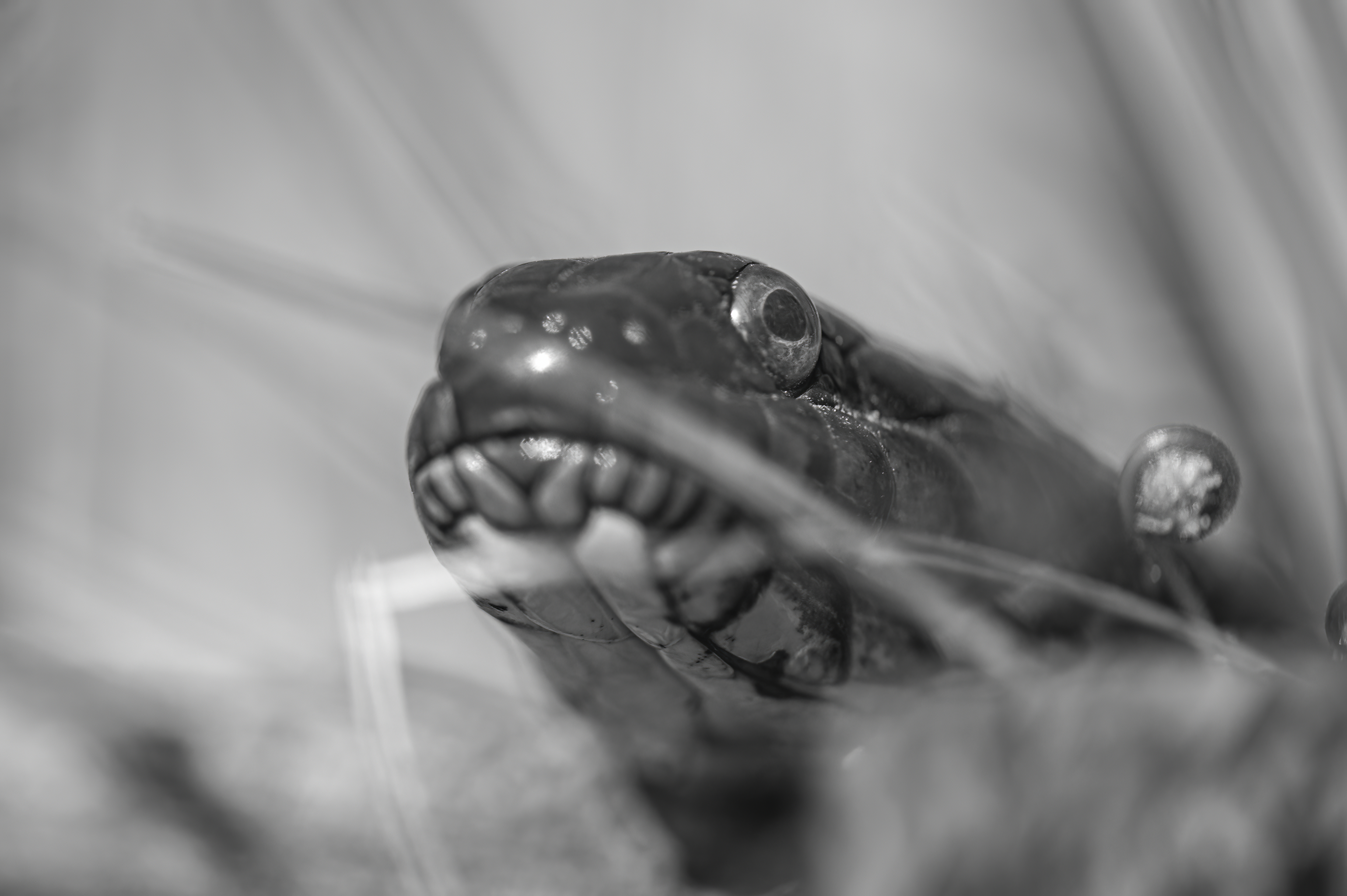 Wildlife — Snake355 f