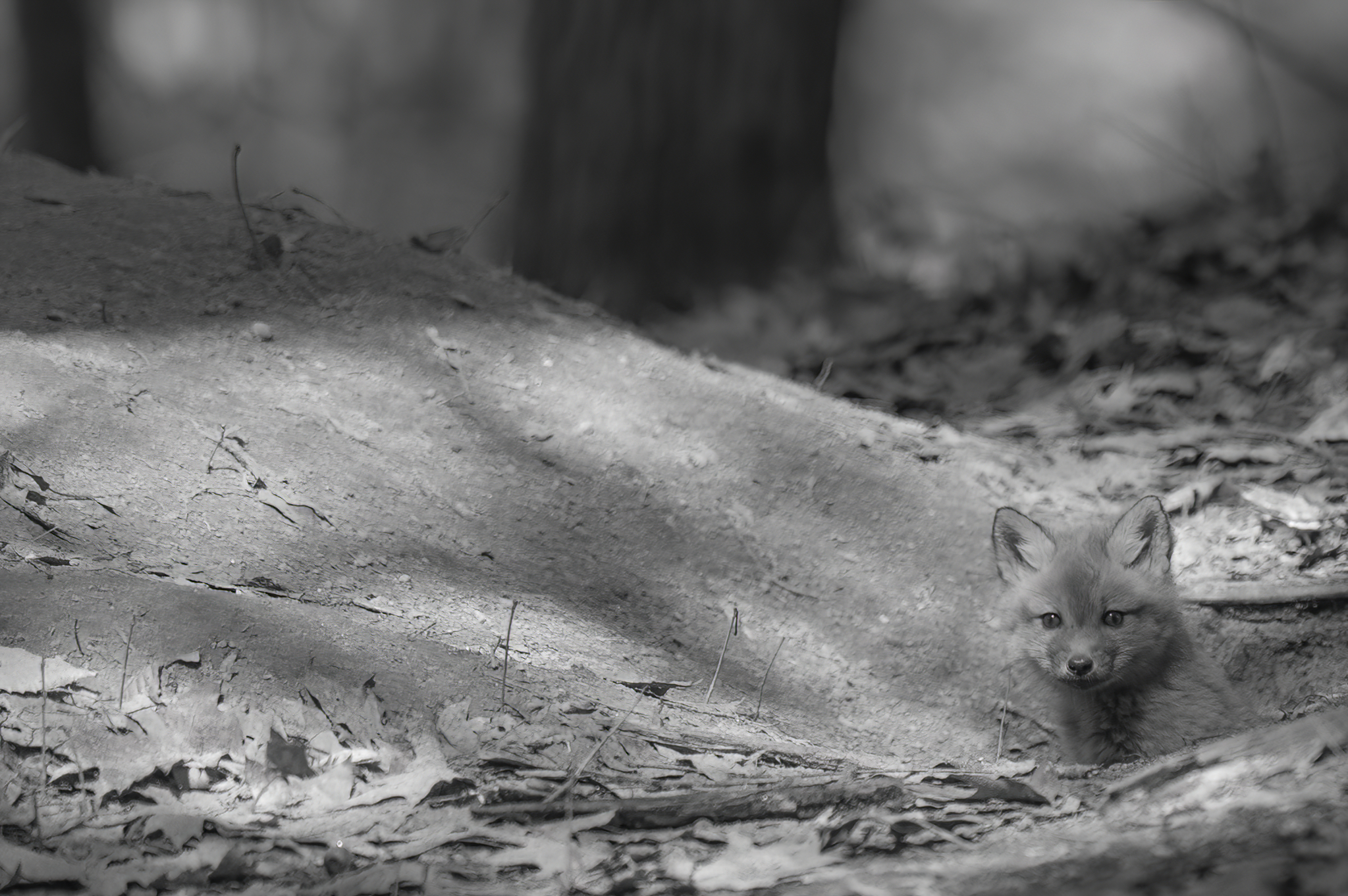 Wildlife — Fox Photos0039 f