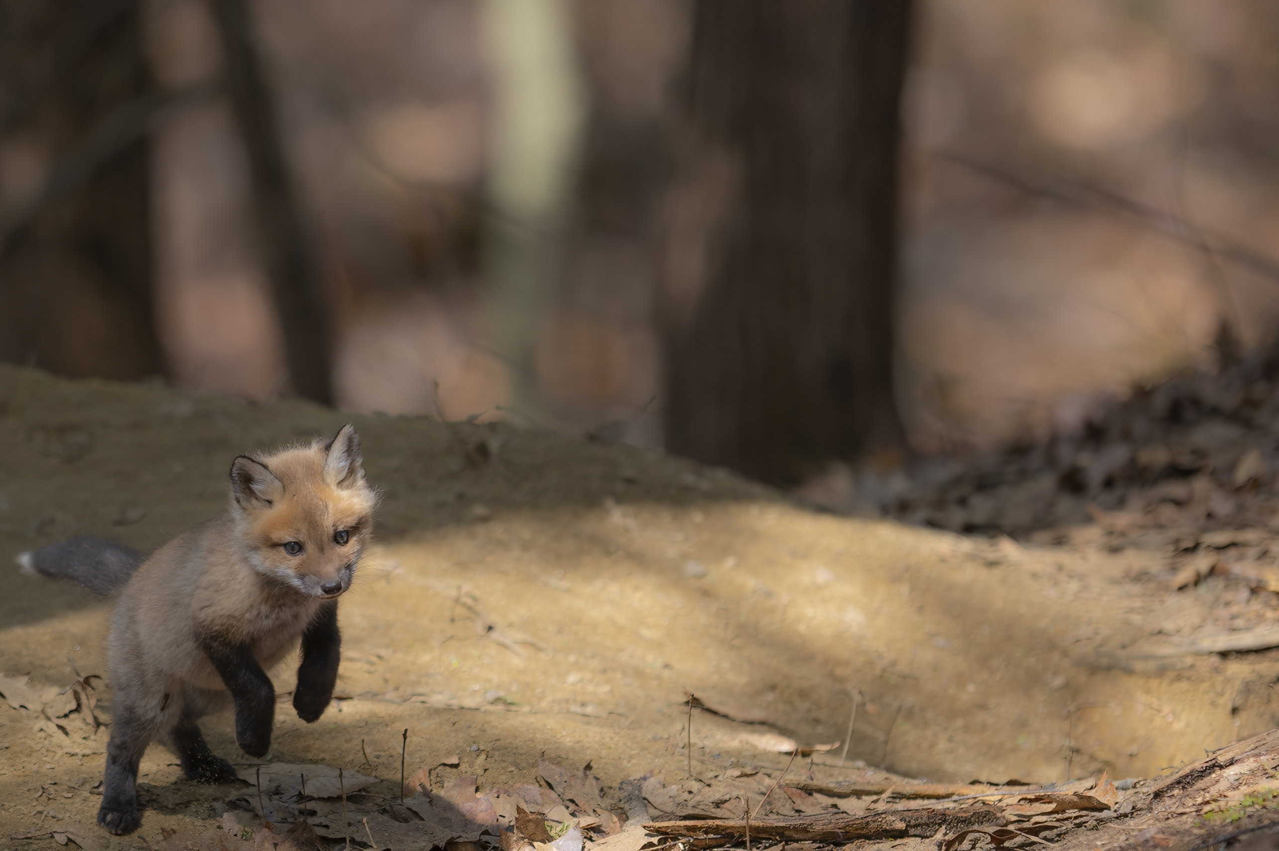 Wildlife — Fox Photos0269 f