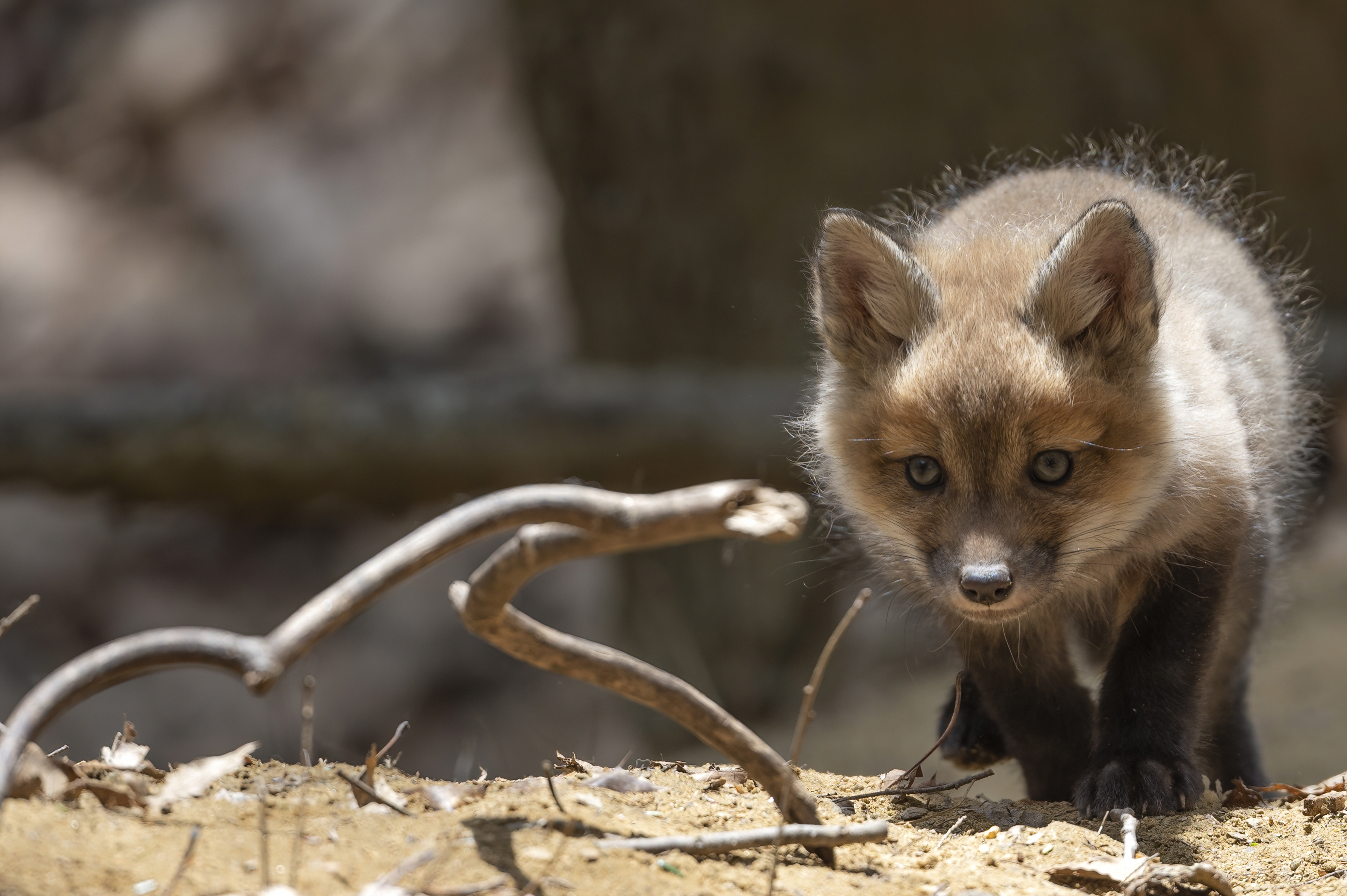 Wildlife — Fox Photos2035 f