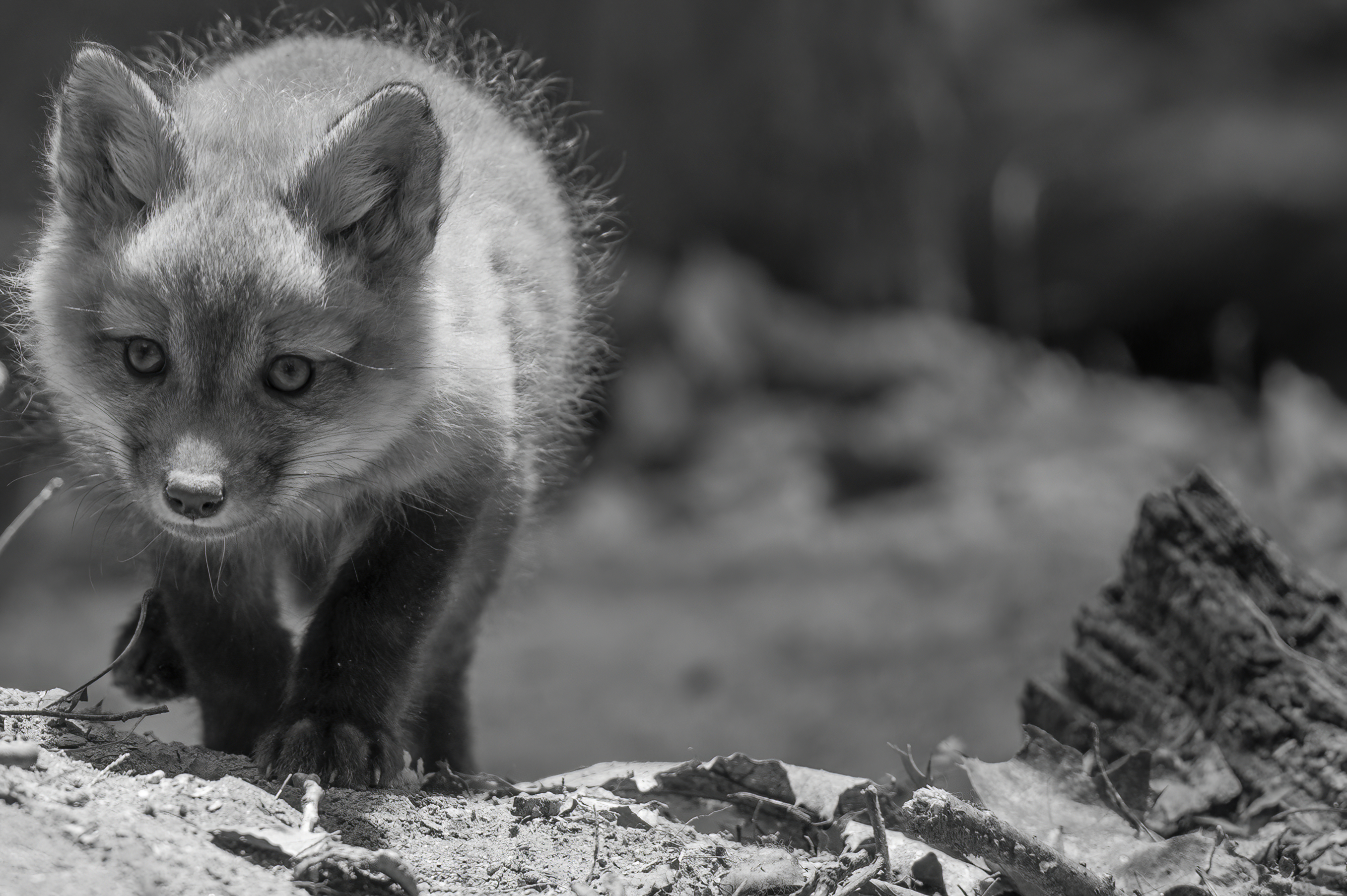 Wildlife — Fox Photos2035 1 f